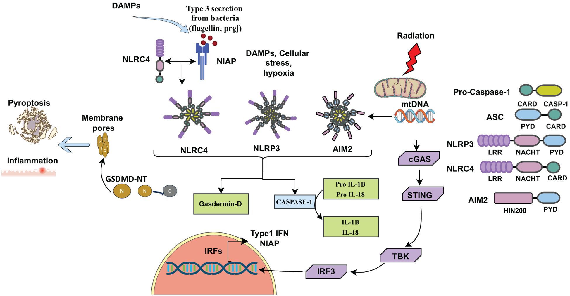 Diagram illustrating the signaling pathway of pyroptosis triggered by DAMPs, cellular stress, or hypoxia. The pathway involves NLRC4, NLRP3, and AIM2 inflammasomes, leading to caspase-1 activation. This results in the processing of Gasdermin-D, formation of membrane pores, and release of IL-1B and IL-18, causing inflammation. Mitochondrial DNA affected by radiation activates cGAS-STING, influencing IRF3 and Type 1 IFN production. Key components like NLRC4, NLRP3, ASC, and AIM2 are labeled, showing interactions necessary for pyroptosis and subsequent immune responses.