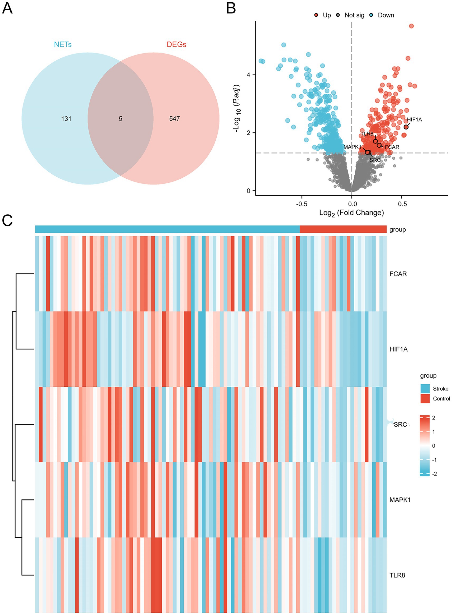 Venn diagram, volcano plot, and heatmap relating to gene expression analysis: Panel A shows a Venn diagram with blue for 131 NETs, red for 547 DEGs, and an overlap of 5 common genes. Panel B is a volcano plot showing genes with significant upregulation in red and downregulation in blue. Specific genes, including HIF1A and FCAR, are labeled. Panel C displays a heatmap illustrating gene expression levels, with a color gradient from red to blue, distinguishing stroke and control groups for genes FCAR, HIF1A, PSRC1, MAPK1, and TLR8.