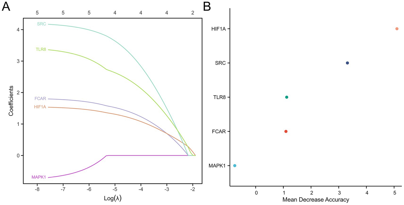 A two-part image showing data visualizations. Panel A is an enrichment plot comparing neutrophil degranulation (blue) and the innate immune system (red) against ordered dataset ranks, with notable peaks, scores, and ranked metrics. Panel B displays bubble plots depicting pathways, cellular components, and molecular functions ranked by gene ratio, with bubble sizes indicating counts and colors representing adjusted p-values.