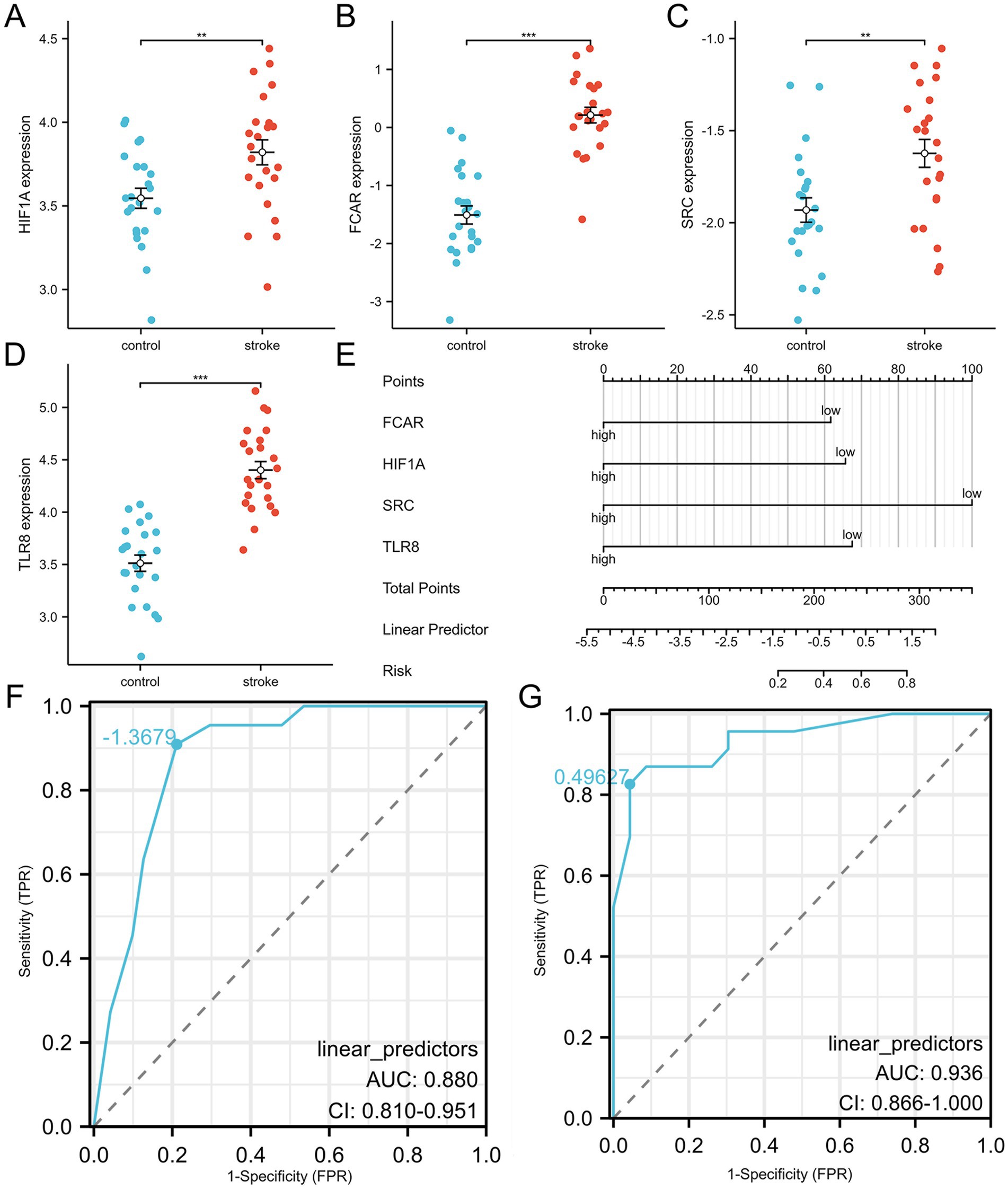 Graphs A to D show gene expression comparisons between control and stroke groups for HIF1A, FCAR, SRC, and TLR8, respectively, with significant differences indicated. The nomogram in panel E assesses the risk based on various predictors. Panels F and G present ROC curves with AUC values of 0.880 and 0.936, indicating model performance.