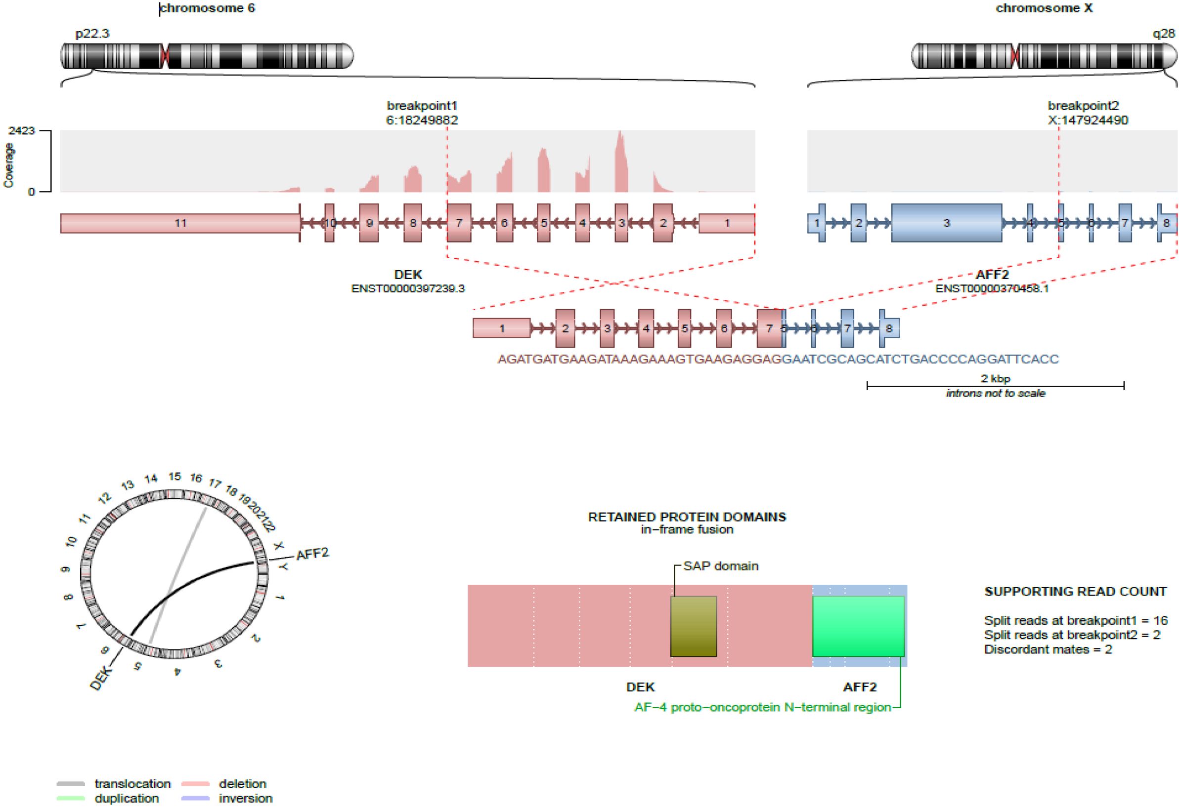 Diagram illustrating a chromosomal translocation between chromosome 6 and chromosome X. It shows breakpoints at 6:18249882 and X:147924490, affecting DEK and AFF2 genes. A circular genome map highlights the translocation. Retained protein domains in the fusion include a SAP domain. Supporting read counts indicate 16 split reads at breakpoint 1 and 2 each at breakpoint 2 and discordant mates.