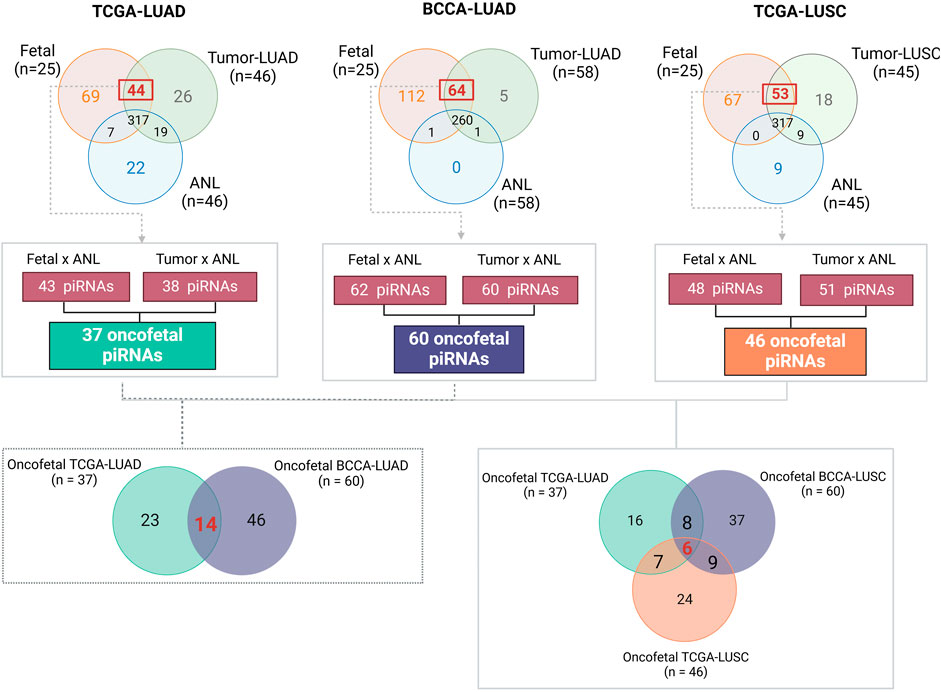 Venn diagrams and summary boxes showcase the intersections of piRNAs among fetal, tumor, and ANL samples for LUAD and LUSC. The analysis reveals 37 oncofetal piRNAs for TCGA-LUAD, 60 for BCCA-LUAD, and 46 for TCGA-LUSC. Overlaps between these oncofetal piRNAs show shared and unique sequences across cancers, with detailed counts in each group.
