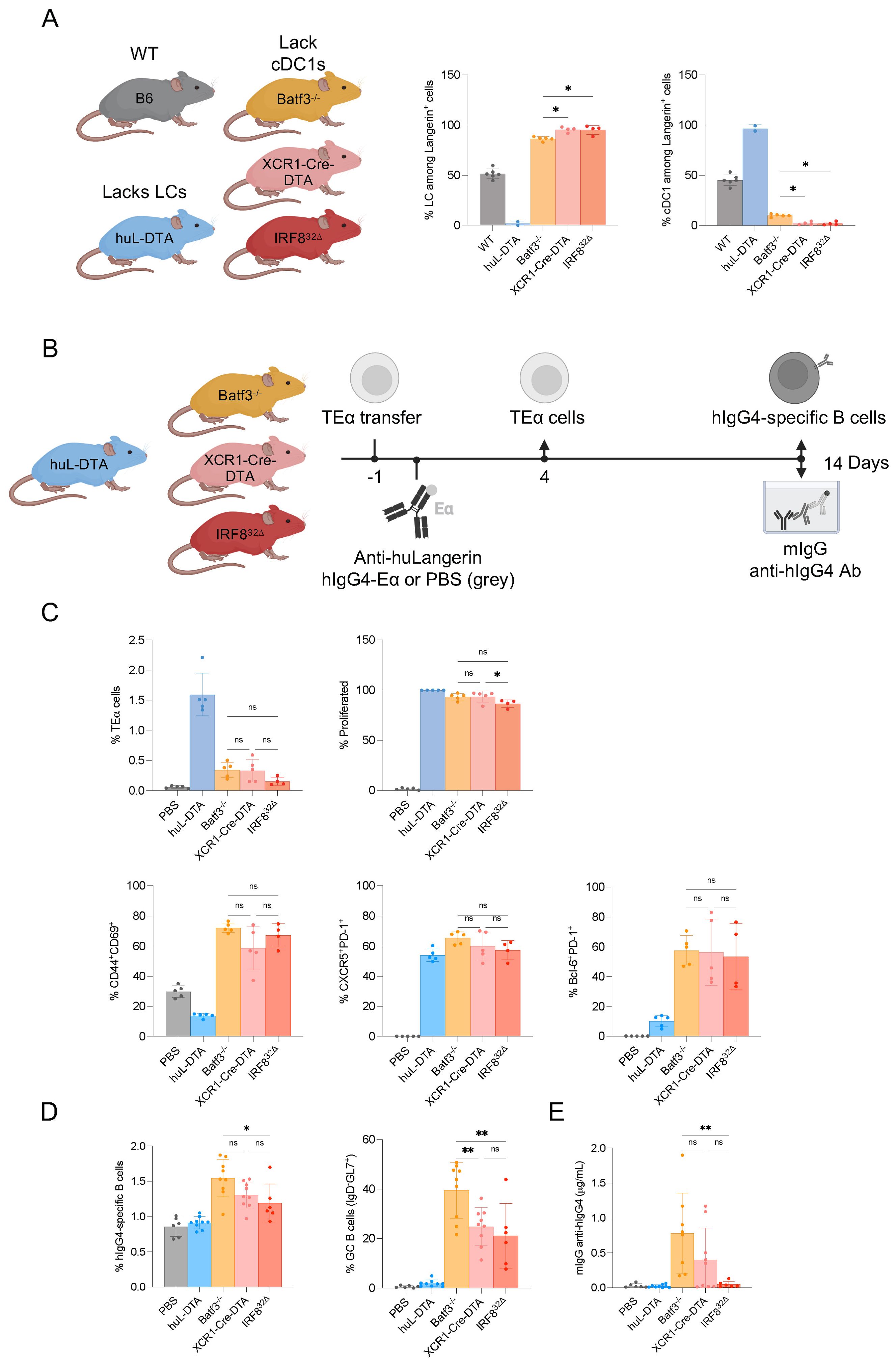 Diagram showing experiments on mice with different genetic modifications. A: Illustrates five mouse models (WT, huL-DTA, Batf3-/-, XCR1-Cre-DTA, IRF8^32Δ) and bar graphs comparing Langern+ cells and cDC1s among them, highlighting statistical significance with asterisks. B: Depicts experimental timeline for TEa cell transfer and treatment with anti-huLangerin, with various mouse models. C: Bar graphs display percentages of TEa cells, proliferated cells, CD4+CD69+, CXCR5+PD1+, and Bcl6+PD1+ across different models, with significance marked. D: Shows percentages of hIgG4-specific B cells and GC B cells (IgD-GL7+), with statistical indicators. E: Graph indicates mIgG-anti-hIgG4 levels.