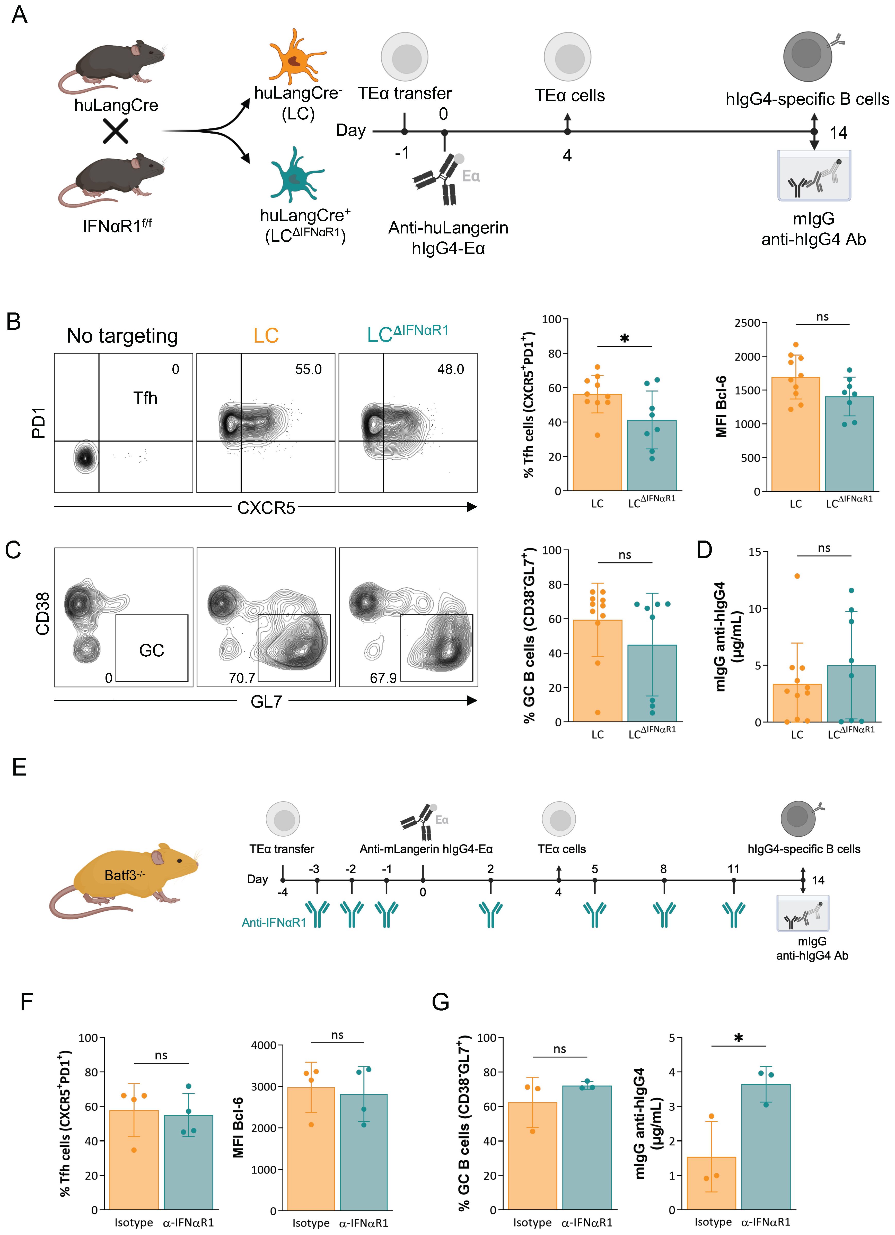 A series of scientific diagrams depicting experimental processes and results. Panel A shows a timeline of experimental steps involving huLangCre and IFNαR1 mice with T cell transfers and antibody administration. Panel B displays flow cytometry results comparing Tfh cell percentages and Bel-6 expression between LC and LCΔIFNαR1 groups, with bar graphs indicating significant differences. Panel C shows flow cytometry for GC B cells with similar graphs. Panel D presents a bar graph for mIgG anti-hIgG4 levels. Panel E outlines a separate experiment with Batf3-/- mice and anti-IFNαR1 treatment. Panels F and G provide comparative bar graphs for Tfh and GC cell percentages, and mIgG levels, respectively, featuring statistical annotations.