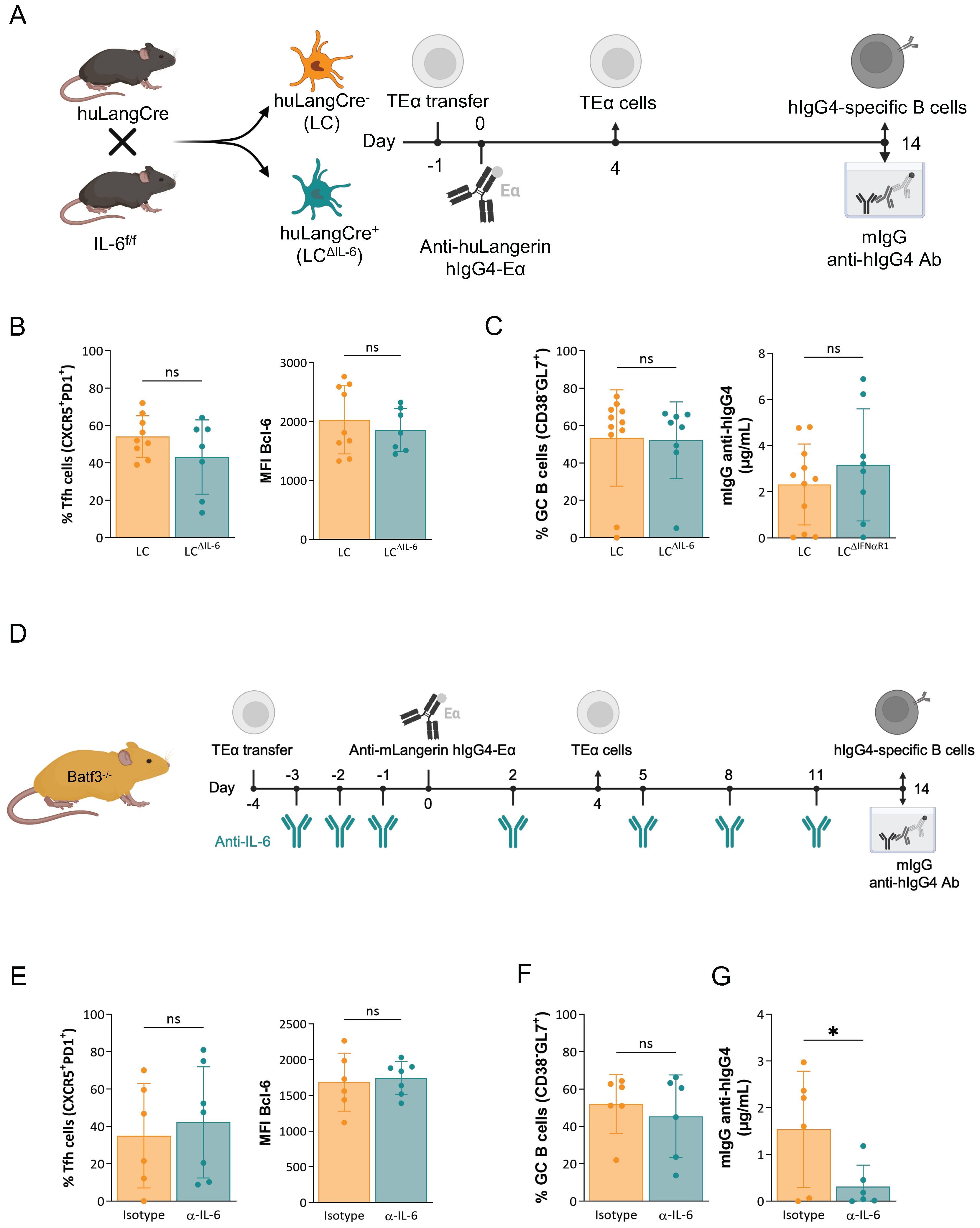 Diagrams depict experimental setups and bar graphs for immunological studies. (A) Shows mouse model setups with huLangCre and IL-6 variations. (B and C) Bar graphs compare percentages of TfH cells, Bcl-6 levels, GC cells, and antibody concentrations between LC and LCΔIL-6 groups. (D) Mouse model setup for Batf3 knockout with anti-IL-6 treatment. (E, F, and G) Bar graphs compare TfH cell percentages, Bcl-6 levels, and antibody concentrations between isotype and α-IL-6 treatments, with asterisk indicating significance.
