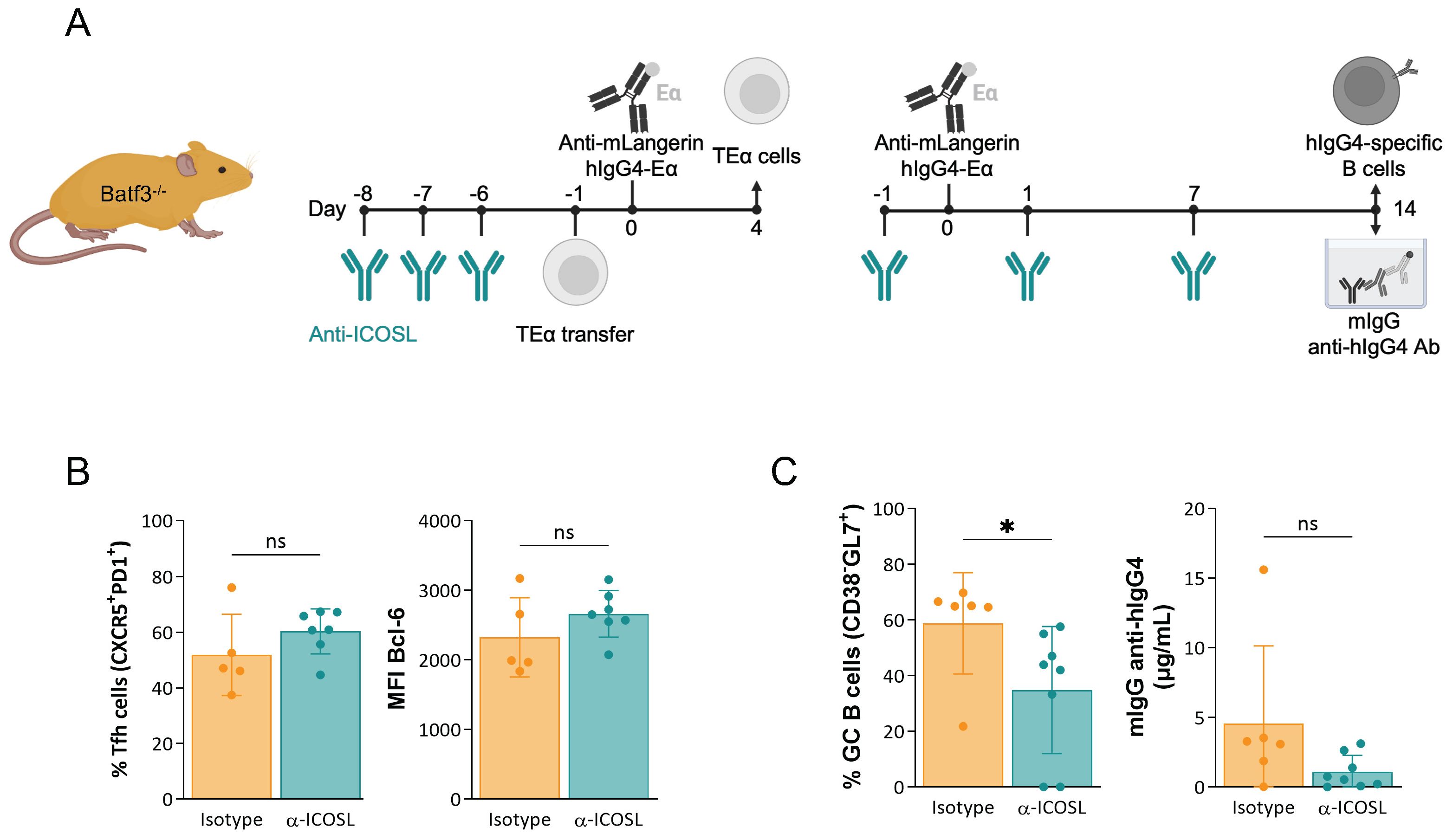Diagram illustrating a scientific experiment involving Batf3-deficient mice. Panel A shows the experimental timeline: administration of anti-ICOSL and TEα cell transfer, followed by anti-mLangerin treatment and monitoring of hIgG4-specific B cells. Panel B presents bar graphs comparing percentages of Tfh cells and MFI Bcl-6, indicating no significant differences between isotype and α-ICOSL groups. Panel C displays bar graphs comparing percentages of GC B cells and levels of mIgG anti-hIgG4, showing a significant difference for GC B cells, marked with an asterisk.