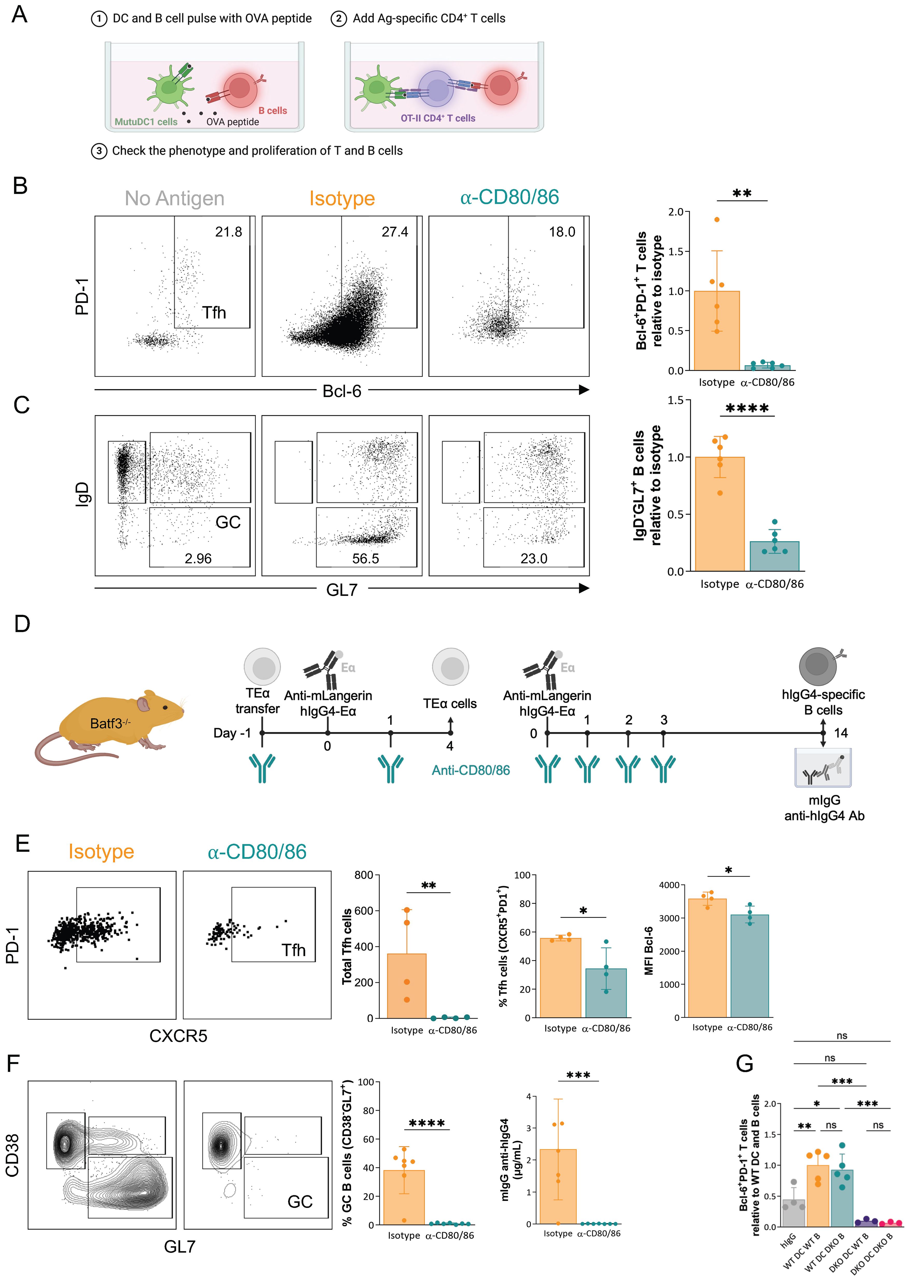 Diagram illustrating an immunological experiment with multiple panels labeled A to G. Panel A shows a schematic of dendritic cell and B cell pulsing, T cell addition, and phenotype checking. Panel B features flow cytometry plots of T cells, with bar graphs comparing Bcl-6 and PD-1 expression. Panel C shows B cell plots with IgD and GL7 markers and accompanying bar graphs. Panel D outlines an experimental timeline using Batf3 knockout mice and antibody treatments. Panel E includes flow cytometry plots and bar graphs for Tfh cells. Panel F displays flow plots and graphs for germinal center B cells. Panel G shows a bar graph comparing relative PD-1 expression across different genotypes.