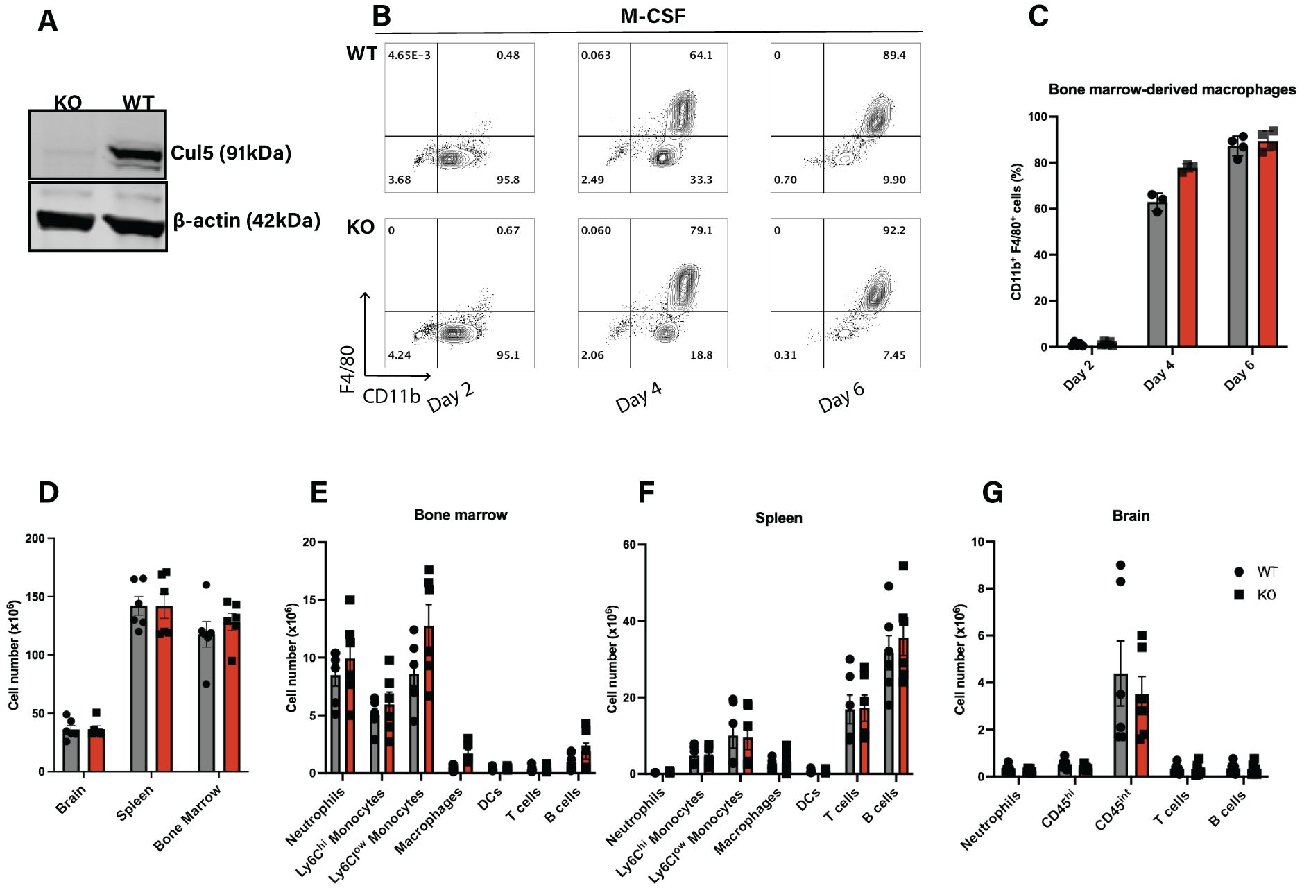 (A) Western blot showing Cul5 and β-actin levels in KO and WT samples. (B) Flow cytometry plots for M-CSF treatment at days 2, 4, and 6 for WT and KO. (C) Bar graph of CD11b+F4/80+ bone marrow-derived macrophages across time points. (D-G) Bar graphs comparing cell numbers in different tissues: brain, spleen, bone marrow (D); specific cell types in bone marrow (E), spleen (F), and brain (G), with WT and KO comparisons.