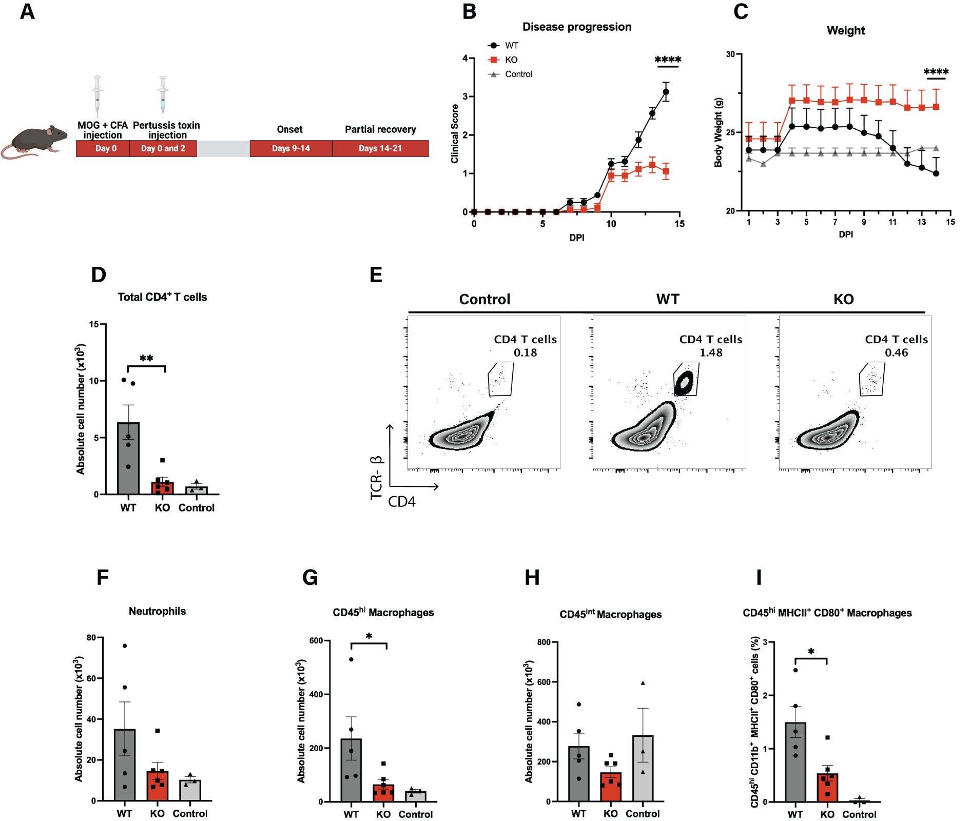 Diagram depicting experimental results on mice. Panel A outlines the experimental timeline with MOG + CFA and pertussis toxin injections, disease onset, and recovery. Panels B and C show graphs of disease progression and weight change, respectively, comparing wild type (WT), knockout (KO), and control groups. Panel D displays a bar graph of total CD4 T cell counts across groups. Panel E shows frequencies of CD4 T cells for control, WT and KO groups. Panels F to I present bar graphs of neutrophil, macrophage, and CD45 cell counts, highlighting significant differences between groups.