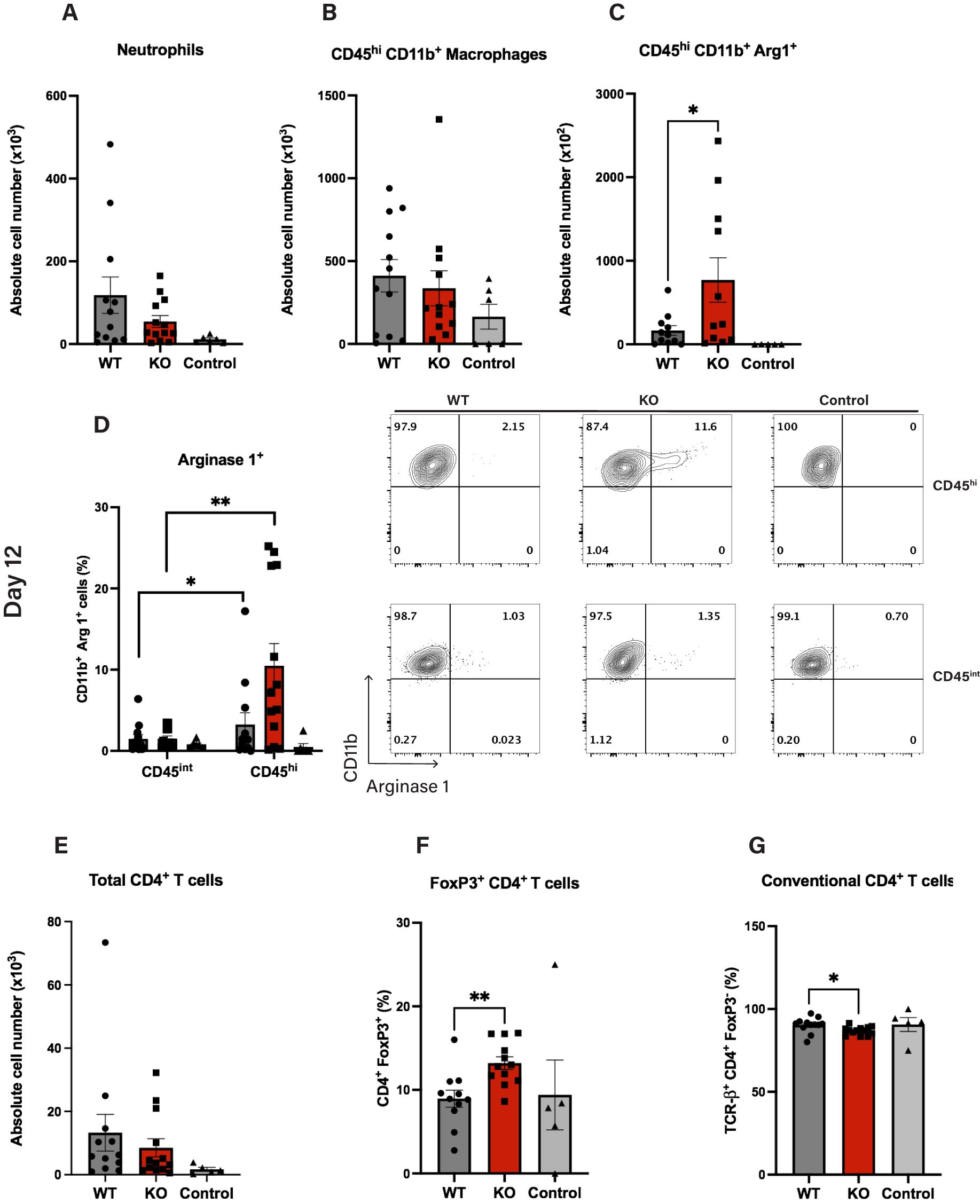 Graphs and plots comparing cell counts and percentages between wild type (WT), knockout (KO), and control groups. Panels A to C show absolute cell numbers for CD45^hi^ CD11b^+^ macrophages, neutrophils, and CD45^hi^ CD11b^+^ Arg1^+^ cells, respectively. Panel D shows scatter plots of CD11b versus Arginase 1 expression, highlighting Day 12 data for WT, KO, and control. Panels E to G present total CD4^+^ T cells, FoxP3^+^ CD4^+^ T cells, and conventional CD4^+^ T cell percentages. Asterisks denote statistical significance.
