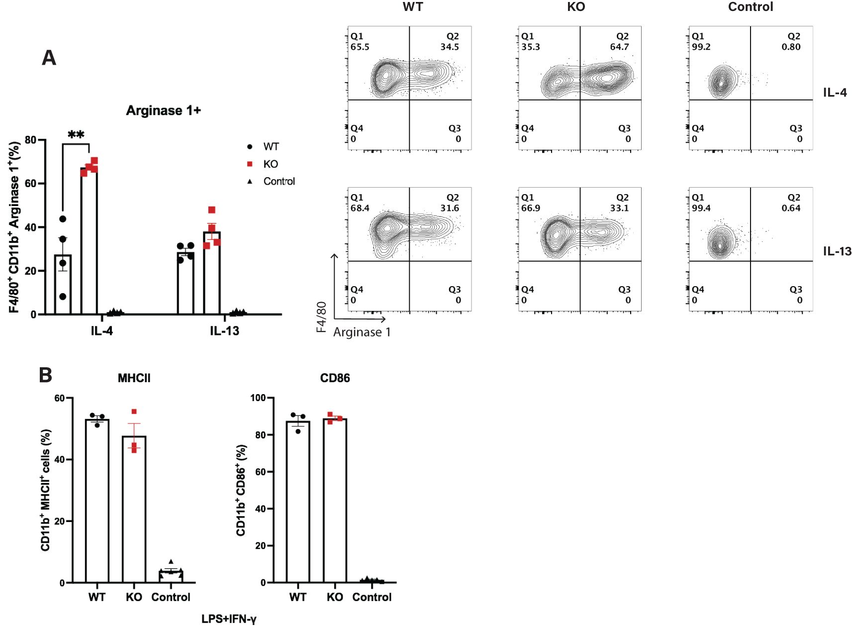 Figures A and B show the effects of different cytokines on macrophage markers. Figure A compares Arginase 1+ macrophage frequency following IL-4 or IL-13 stimulation. Figure B displays bar graphs for CD11b+ MHCII+ and CD11b+ CD86+ cells percentage under LPS+IFN-gamma stimulation for WT, KO, and controls. Results indicate significant differences between groups in both figures.