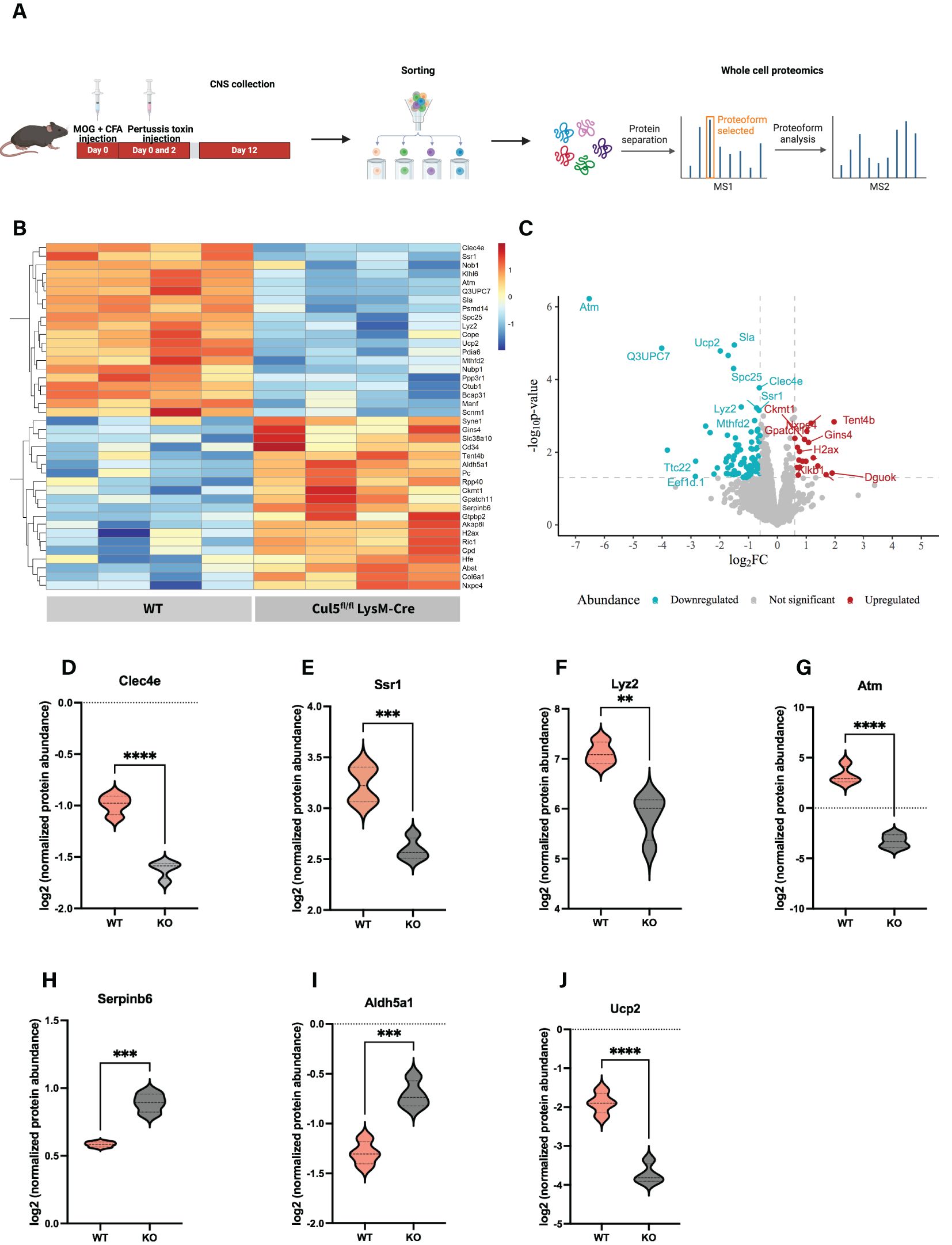 Diagram illustrating experimental workflow, heat map, scatter plot, and violin plots. Panel A shows MOG + CFA injection in mice, CNS collection, cell sorting, and proteomics analysis. Panel B is a heat map of protein expression. Panel C is a scatter plot comparing wild-type and CUL5 knockout samples, highlighting upregulated and downregulated proteins. Panels D to J display violin plots comparing protein abundance for Clec4e, Ssr1, Lyz2, Atm, Serpinb6, Aldh5a1, and Ucp2 between wild-type and knockout samples, with significant differences marked by asterisks.