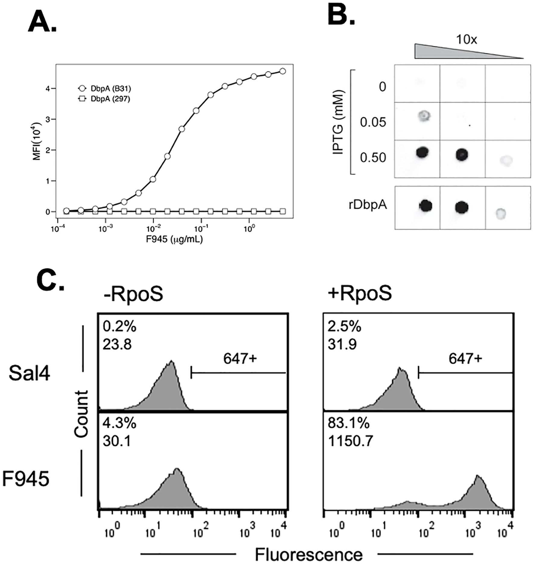 A. A line graph showing the median fluorescence intensity (MFI) versus F945 concentration for DbpA strains B31 and 297. B. A series of dot blots with varying IPTG concentrations and rDbpA presence. C. Fluorescence histograms comparing Sal4 and F945 under negative and positive RpoS conditions, illustrating changes in fluorescence intensity and percentage.