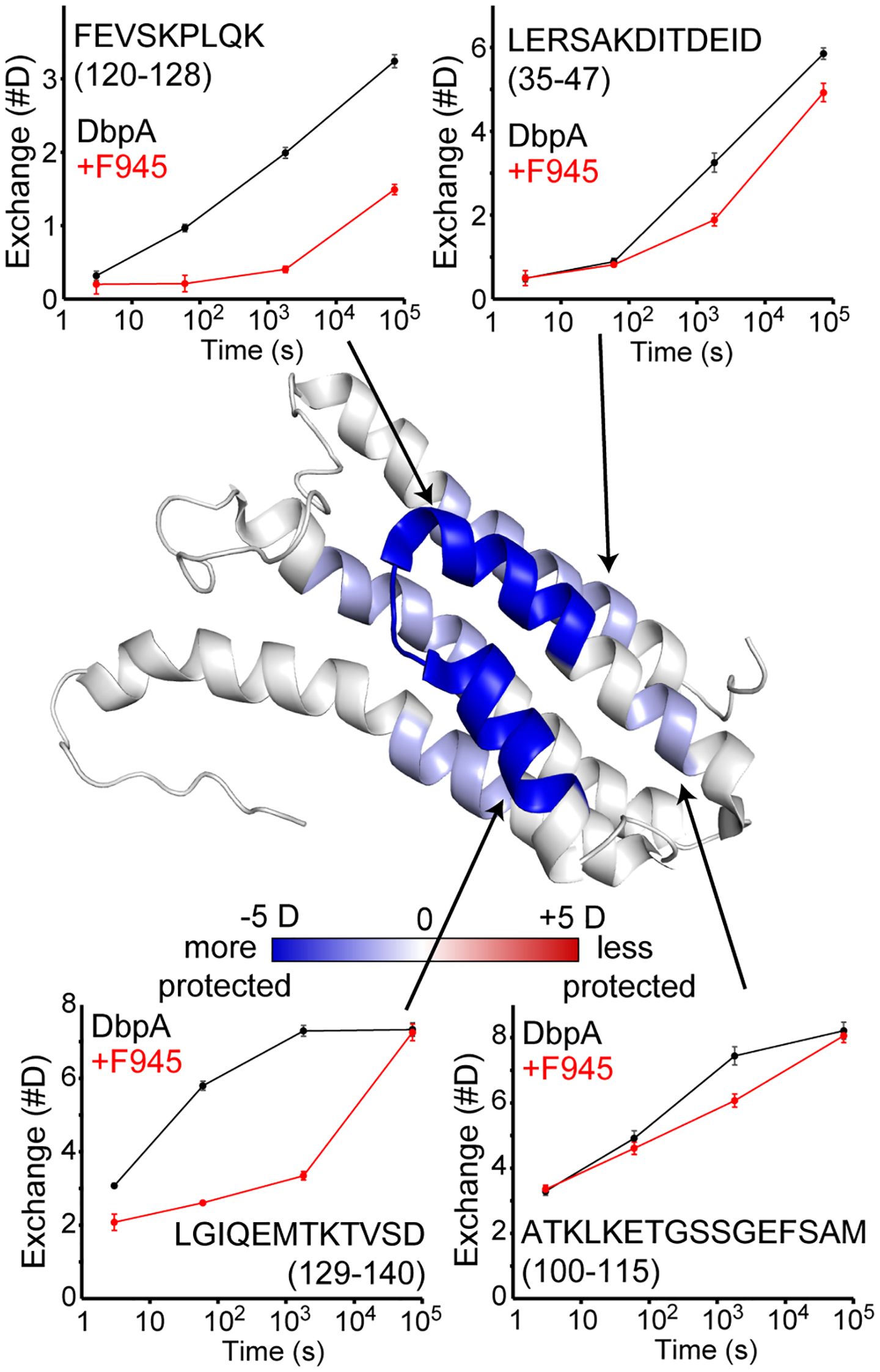 Protein structure with three-dimensional helices in a mix of blue and white shades, indicating varying protection levels. Four graphs surround the structure, showing exchange rates over time for different peptides with DbpA alone and with F945. Black lines represent DbpA, and red lines represent DbpA with F945. Arrows connect graph data to specific regions on the protein structure. A color scale from blue to red indicates the levels of protection.