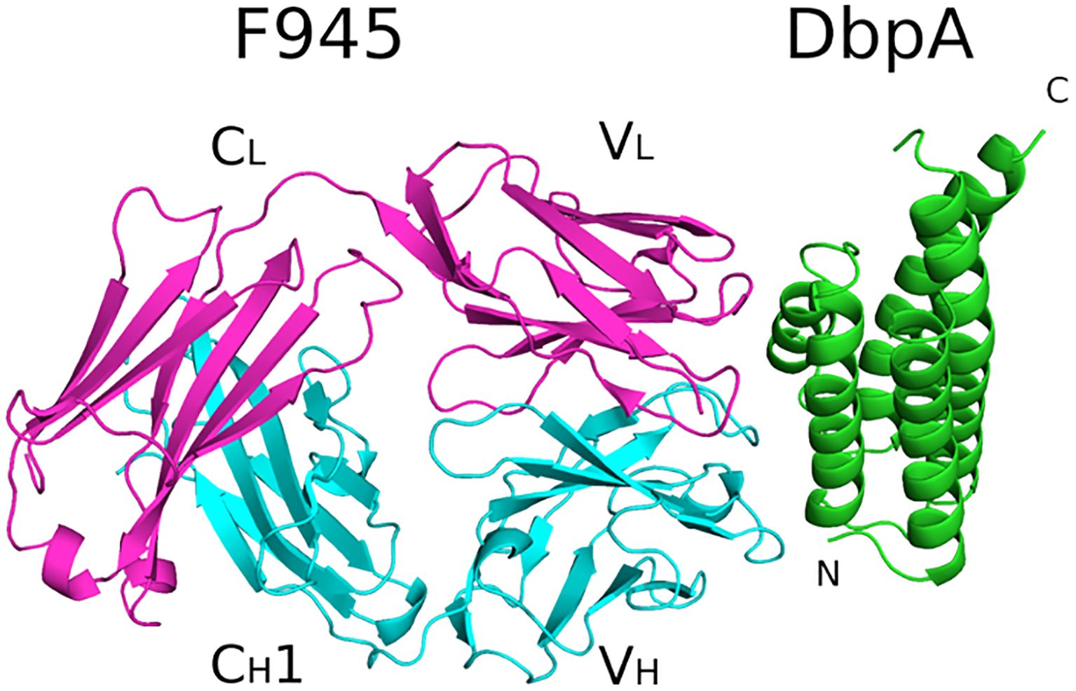 Structural model of protein interactions featuring F945 on the left and DbpA on the right. F945 is represented by magenta and cyan ribbons, indicating variable (V) and constant (C) domains: V_L, C_L, V_H, and C_H1. DbpA is shown in green with helices and is labeled with N and C termini.