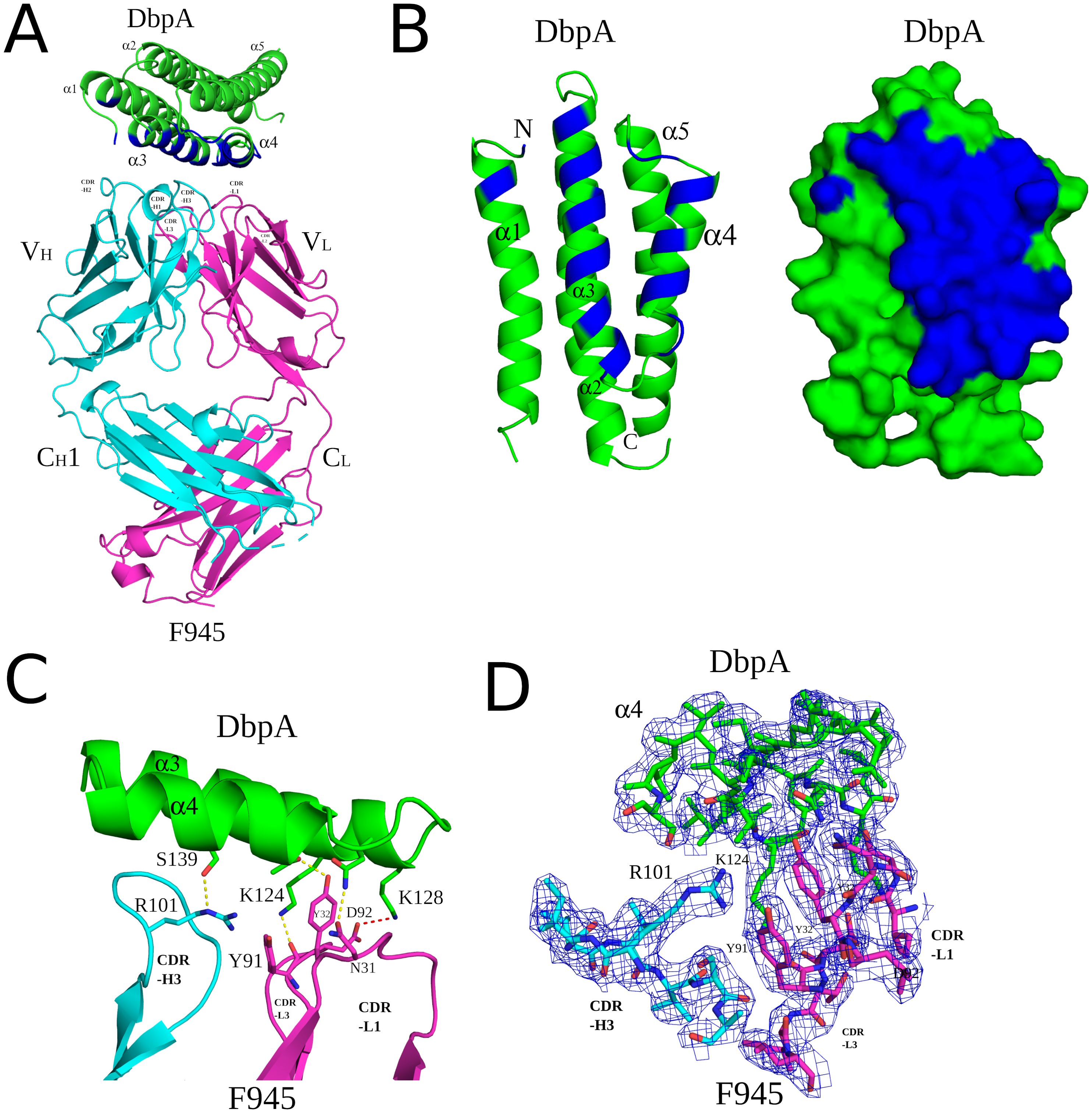 Structural diagrams of protein interactions. Panel A shows an overview of DbpA and F945 complex. Panel B presents DbpA in ribbon and surface models, highlighting alpha helices. Panel C displays close-up interactions between DbpA and F945, showing key residues like R101 and K124. Panel D presents an electron density map detailing DbpA and F945, emphasizing interactions around Y91 and R101.