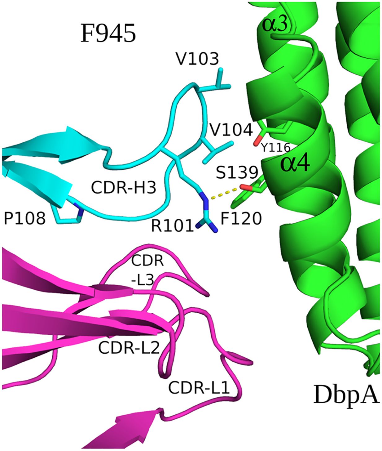 Protein interaction diagram depicting the binding of a fragment (F945) to the DbpA protein. The sequence alignment at the top displays the similarity between VK1-33 and F945-L. The structure highlights CDR-H3 in cyan, with key residues such as P108 and R101. CDR-L1, CDR-L2, and CDR-L3 are shown in magenta. The DbpA protein has regions labeled α3 and α4 in green. Notable interactions involve residues V103, V104, Y116, S139, and F120.