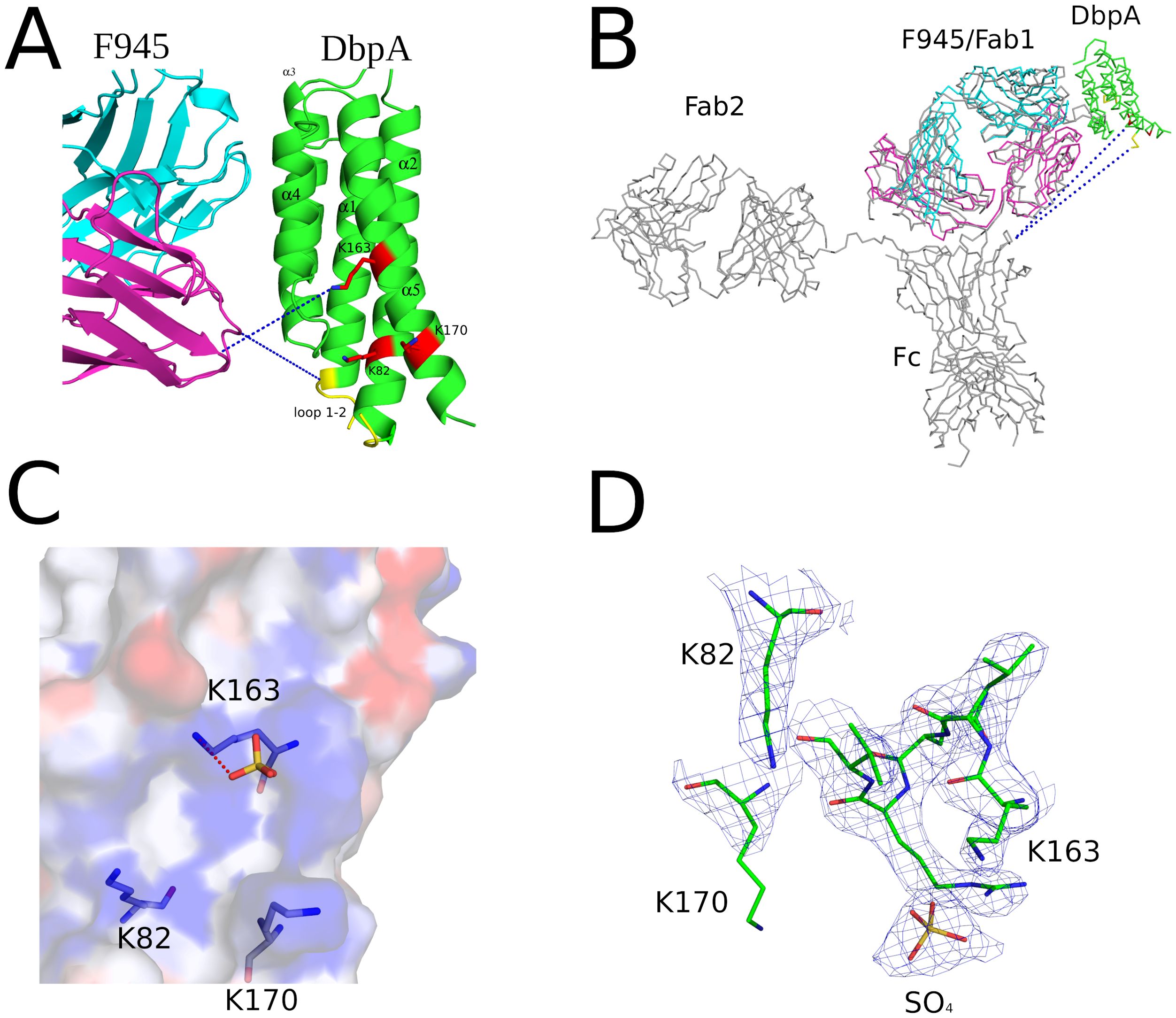 Panel A shows the interaction between F945 (represented in blue and magenta) and DbpA (in green), highlighting specific regions and loops. Panel B illustrates a schematic view of F945 binding to DbpA, with Fab and Fc regions indicated. Panel C displays a surface rendering of DbpA with highlighted residues K82, K163, and K170. Panel D presents a structural electron density map showing residues K82, K163, K170, and sulfate ion (SO₄).