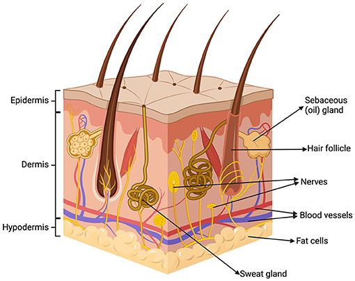 Cross-section diagram of human skin, highlighting three layers: epidermis, dermis, and hypodermis. Labels identify structures such as sebaceous glands, hair follicles, nerves, blood vessels, fat cells, and sweat glands.