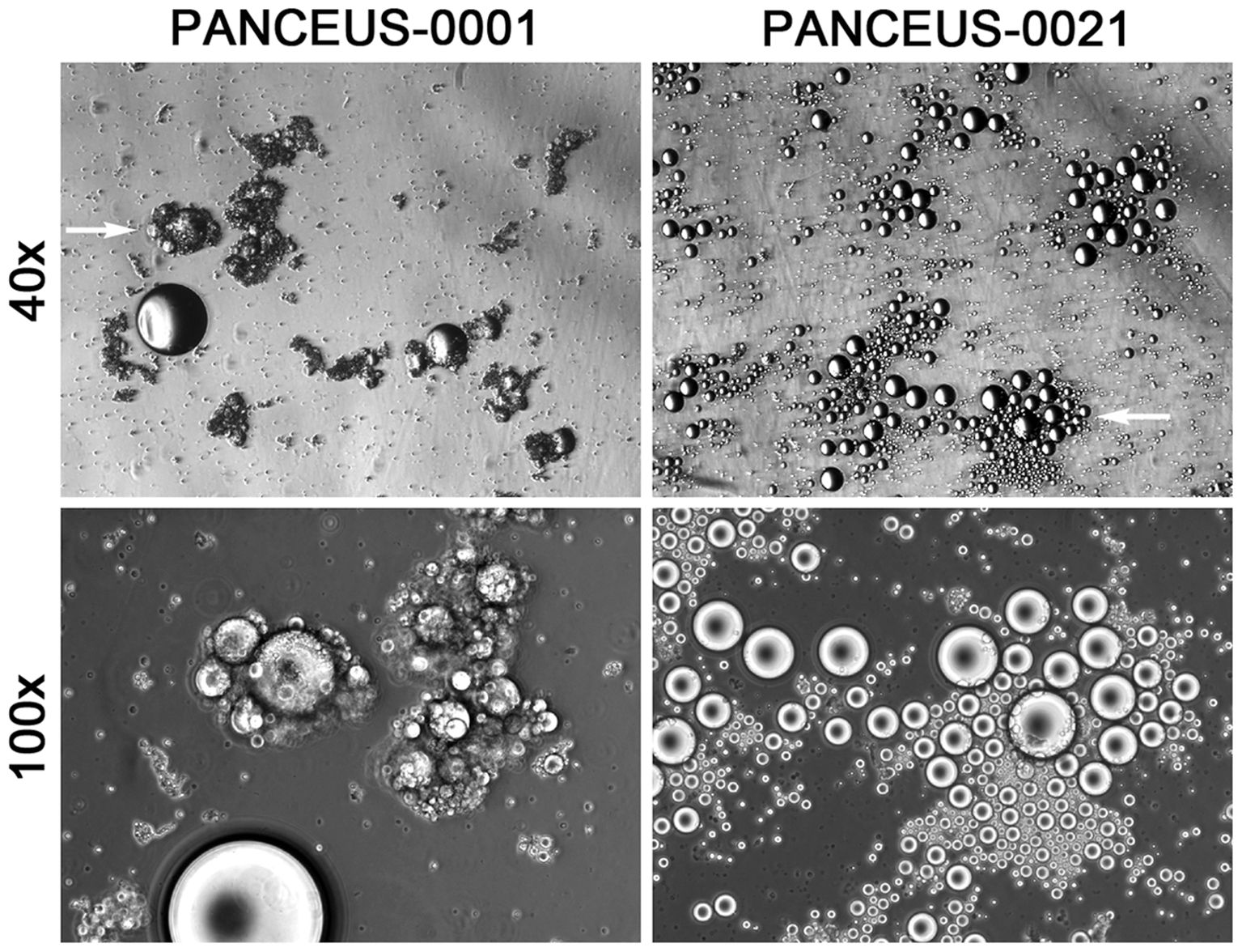Microscopic images showing two samples labeled PANCEUS-0001 and PANCEUS-0021 at different magnifications, 40x on the top row and 100x on the bottom row. The images depict varying distributions and sizes of bubbles or particles, with PANCEUS-0021 showing more densely packed and smaller bubbles.