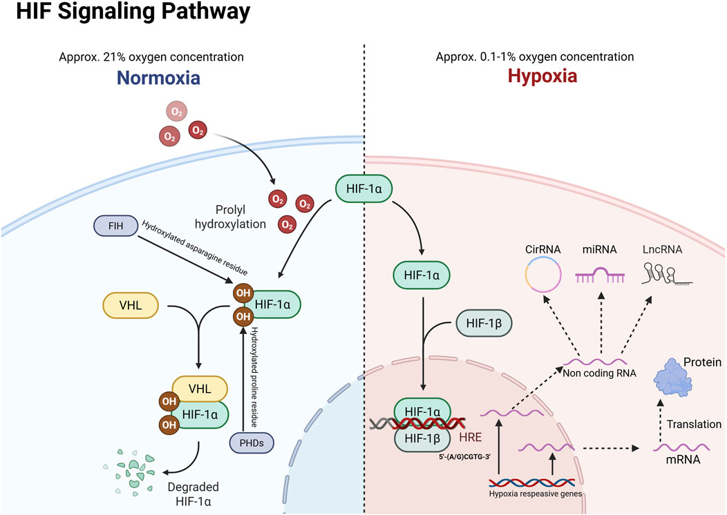 HIF Signaling Pathway diagram illustrating cellular responses under normoxia and hypoxia conditions. On the left, normoxia leads to prolyl hydroxylation of HIF-1α, involving FIH, PHDs, and VHL, resulting in degradation. On the right, hypoxia prevents degradation, allowing HIF-1α to form a complex with HIF-1β, interacting with HRE, non-coding RNAs like CirRNA, miRNA, and LncRNA, resulting in hypoxia-responsive gene activation and translation to proteins.