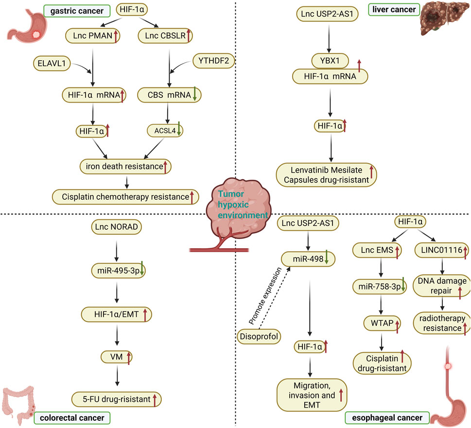 Flowchart illustrating how different long non-coding RNAs (lncRNAs) influence drug resistance in gastric, liver, colorectal, and esophageal cancers. It emphasizes the role of the tumor hypoxic environment and pathways involving HIF-1 alpha, showing processes like chemotherapy resistance, migration, and invasion. Each cancer type is associated with specific molecules and pathways that contribute to drug resistance.