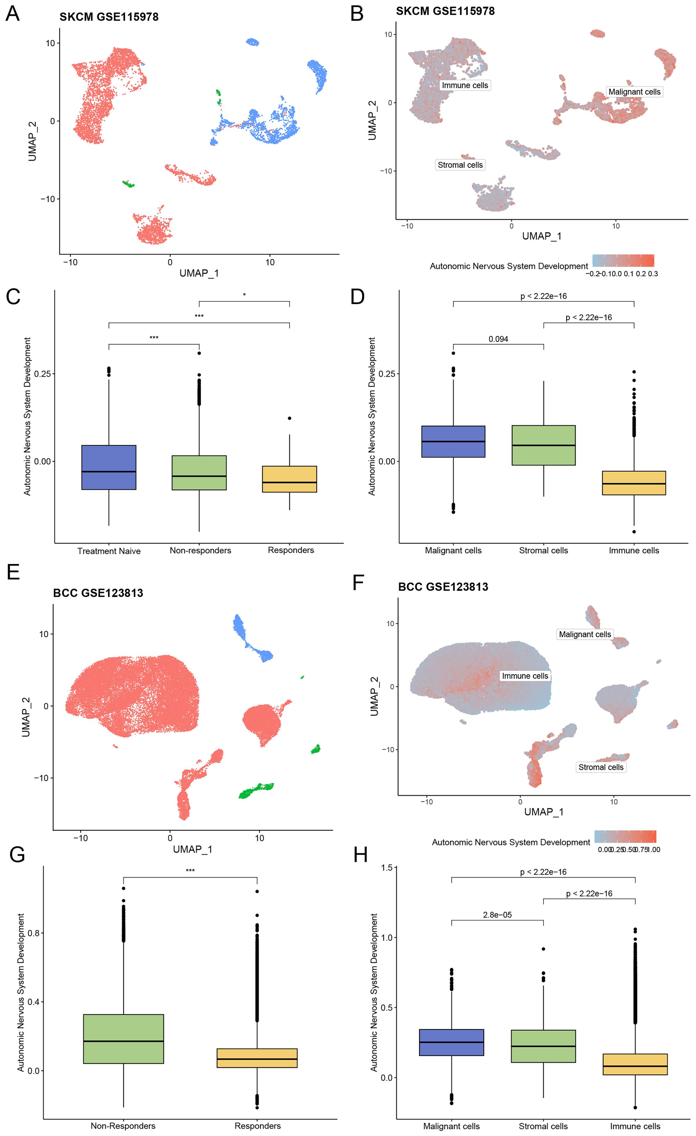 The image contains eight panels illustrating UMAP plots and box plots from two datasets, SKCM GSE115978 and BCC GSE123813. Panels A and E display UMAP plots showing cell clusters with different colors. Panels B and F detail clusters labeled as malignant, immune, and stromal cells, with a gradient representing autonomic nervous system development. Panels C, D, G, and H present box plots comparing autonomic nervous system development across various cell groups, with statistical significance indicated.