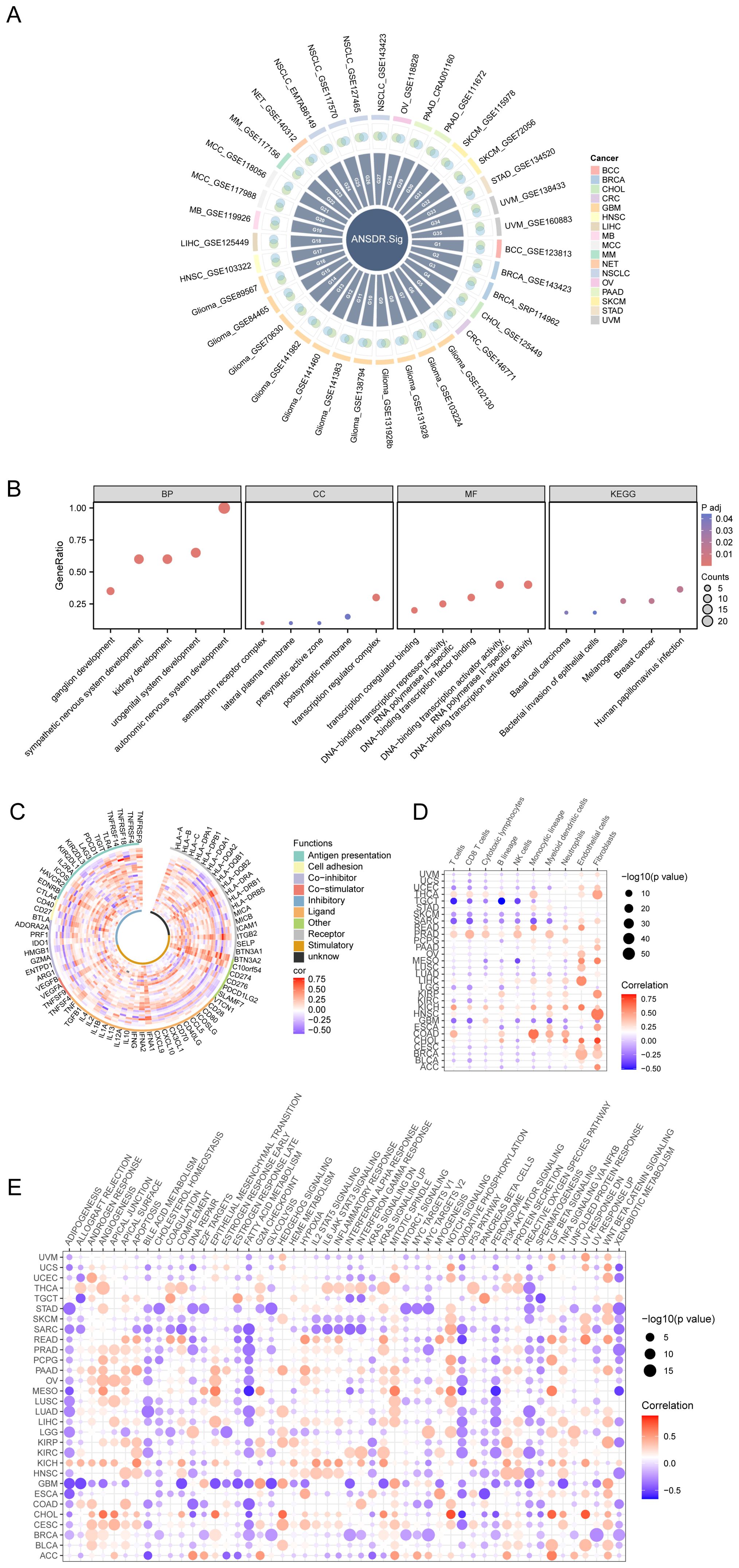 Figure A is a circular diagram showing ANSDR gene signatures across various cancers. Figure B contains four dot plots showing Gene Ontology terms and KEGG pathways, with gene ratios, p-adjusted values, and counts. Figure C is a circular heatmap illustrating correlations among various immune-related functions. Figure D is a bubble chart depicting correlations between genes and different immune cell types, with color intensity indicating correlation and bubble size indicating significance. Figure E is a matrix of bubble charts showing correlations between genetic pathways and multiple cancer types, with color and size representing correlation strength and significance, respectively.