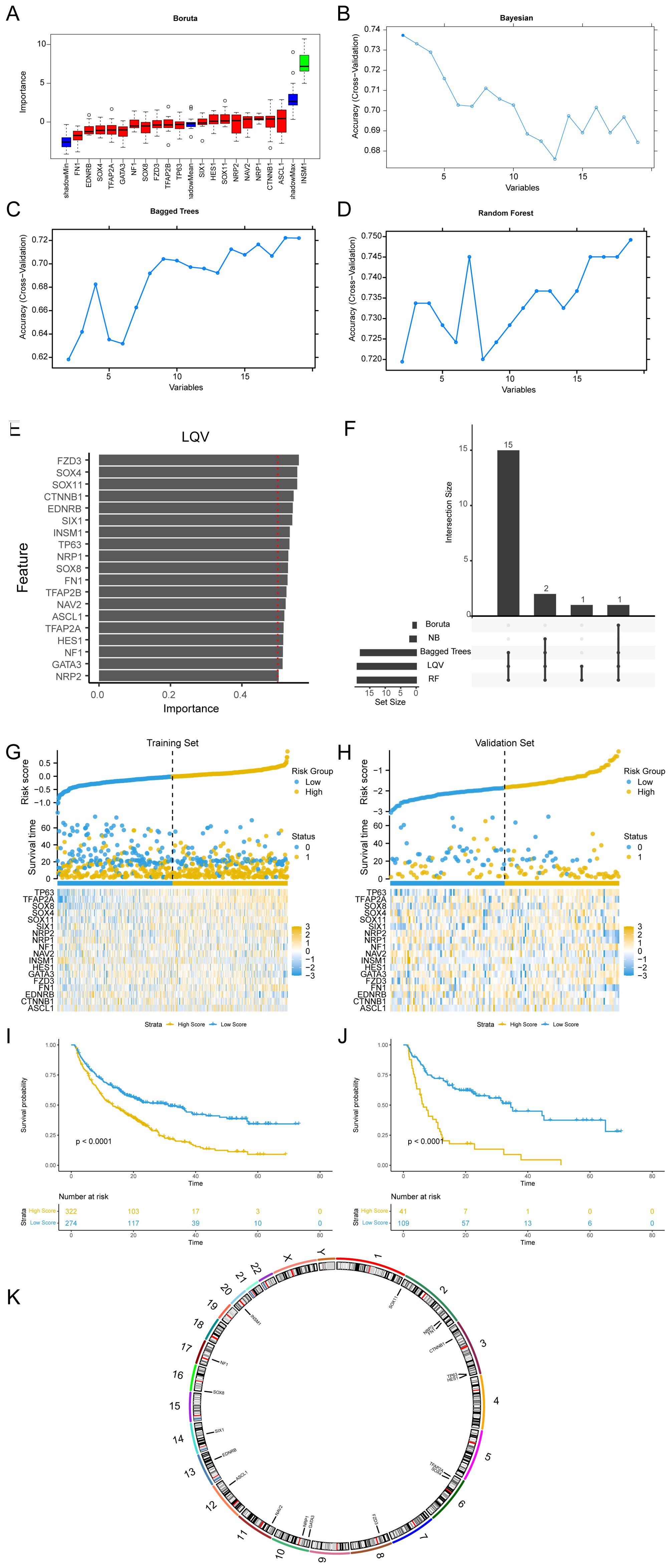 Graphs and charts analyzing variable importance, model accuracy, and risk scores. Panels A to D show feature importance and accuracy across models like Boruta, Bayesian, Bagged Trees, and Random Forest. Panel E depicts LQV feature importance. Panel F illustrates intersection size of features across methods. Panels G and H represent risk scores and survival time for training and validation sets, with heatmaps indicating feature expression. Panels I and J display survival probability curves for different strata. Panel K depicts a circular representation of genetic features across chromosomes.