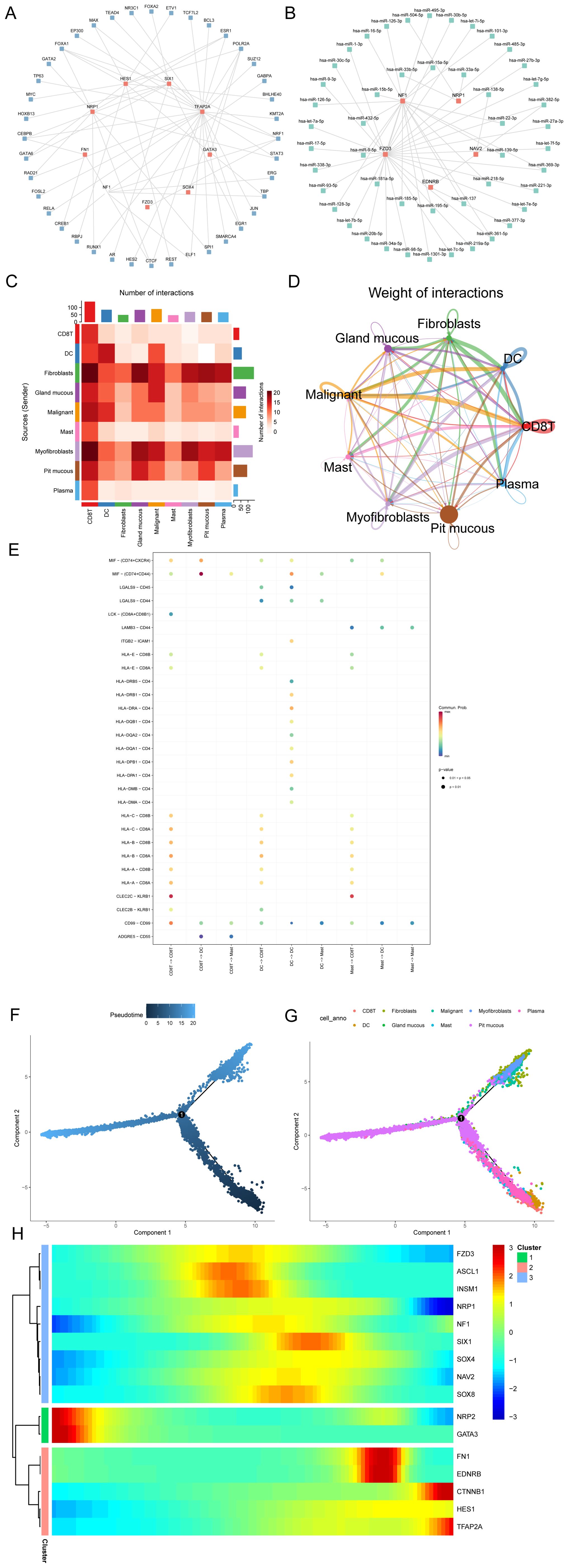 A displays a gene interaction network with various genes connected by lines. B shows a similar network for miRNAs. C is a heatmap representing the number of interactions between different cell types. D illustrates a network of cellular interactions, indicating weights with varying line thickness. E is a dot plot showing interacting genes and cell types with color-coded correlation p-values. F and G are trajectory plots with pseudotime and cell annotations, showing cell differentiation paths. H depicts a heatmap with hierarchical clustering, displaying gene expression levels across different clusters.