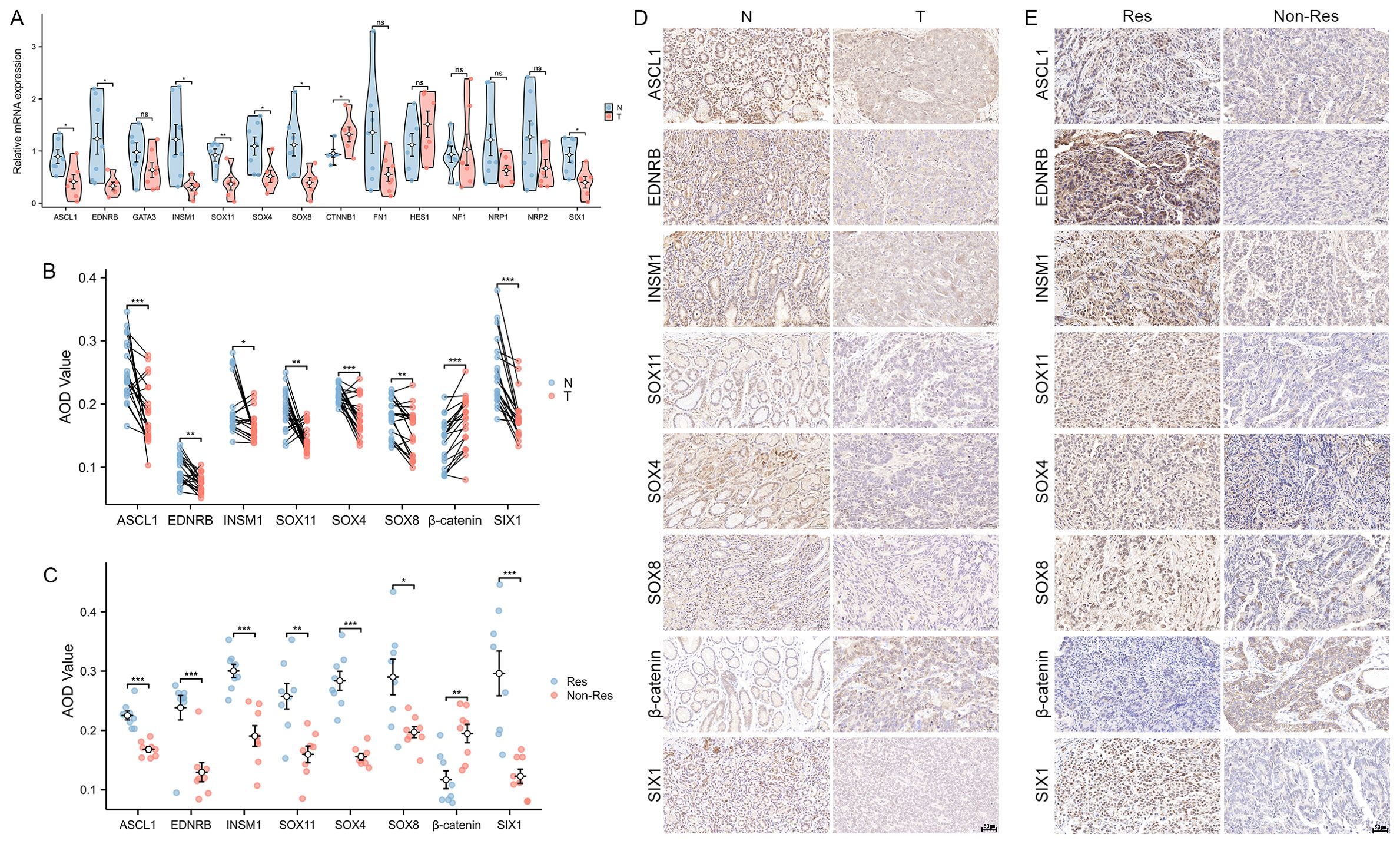 (A) Violin plots showing relative mRNA expression of various genes, with comparisons between normal (N) and tumor (T) tissues. (B) Scatter plots with AOD values, comparing gene expression in N and T tissues. (C) Comparison of AOD values in responder (Res) and non-responder (Non-Res) groups. (D) and (E) Microscopic images displaying immunohistochemical staining of genes in normal, tumor, responder, and non-responder tissues.