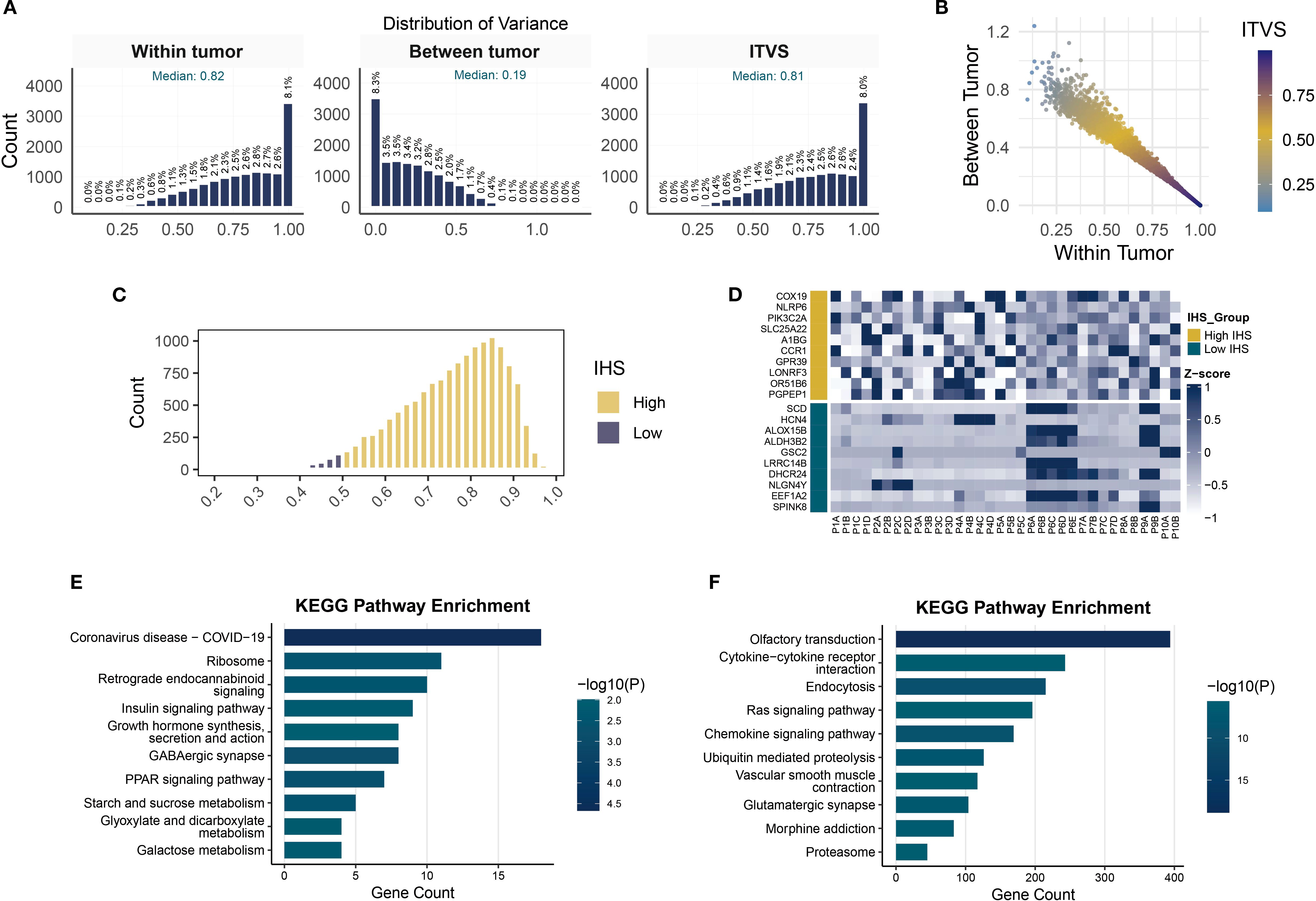 Panel A shows bar graphs indicating variance distribution within tumors (median 0.82), between tumors (median 0.19), and ITVS (median 0.81). Panel B is a scatter plot of between tumor versus within tumor variance, color-coded by ITVS. Panel C presents a bar graph with counts of high and low IHS values. Panel D is a heatmap of gene expression with Z-scores, classified by high and low IHS groups. Panels E and F display KEGG pathway enrichment bar charts for various biological processes, with gene counts and significance levels (-log10(P)) indicated.