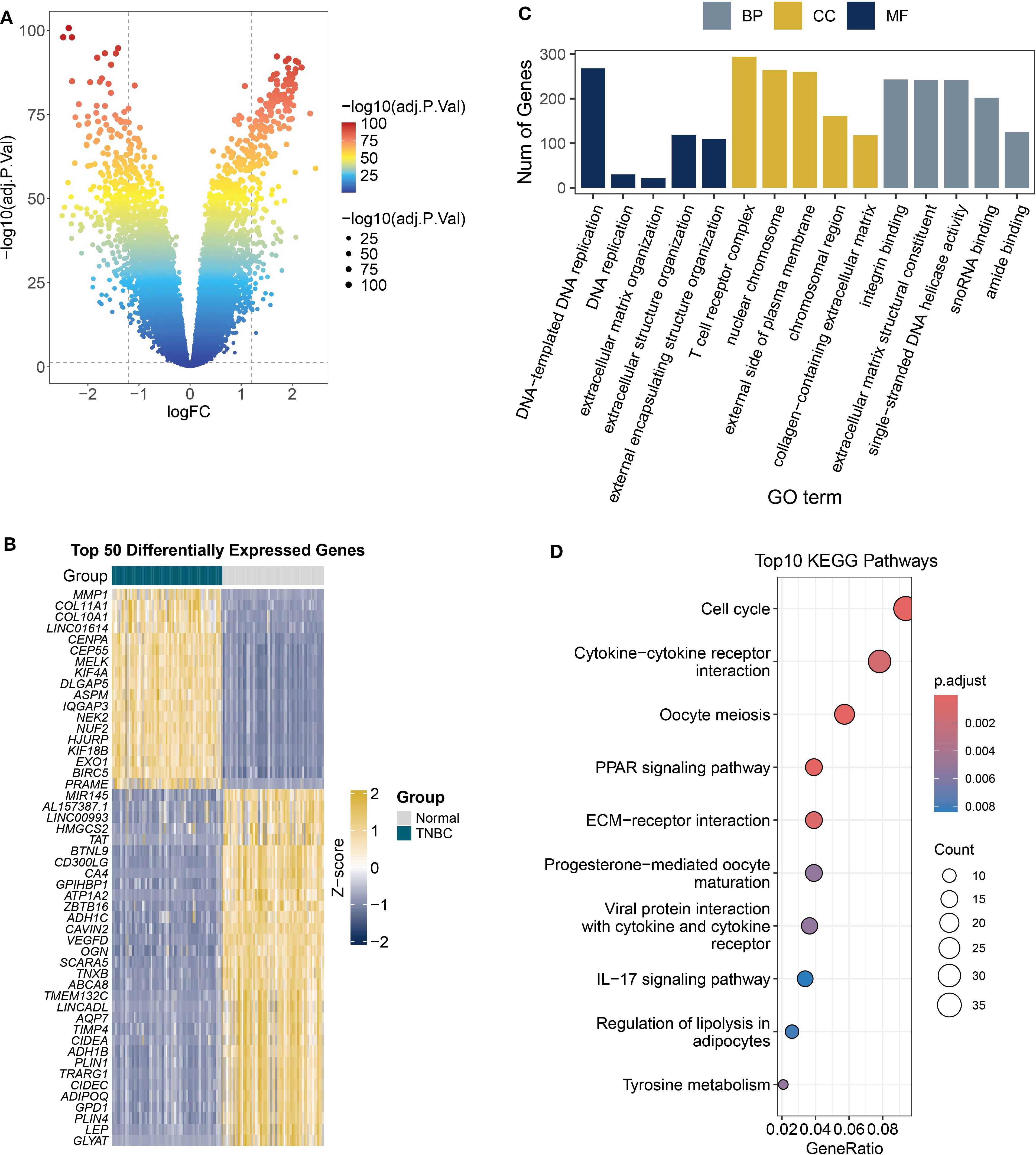 Panel A shows a volcano plot with colored dots representing gene expression significance and fold change. Panel B displays a heatmap of the top 50 differentially expressed genes between normal and TNBC groups. Panel C is a bar chart illustrating gene ontology terms across three categories: biological process (BP), cellular component (CC), and molecular function (MF). Panel D represents a bubble chart of the top 10 KEGG pathways, with bubble size indicating gene count and color representing p-adjusted values.