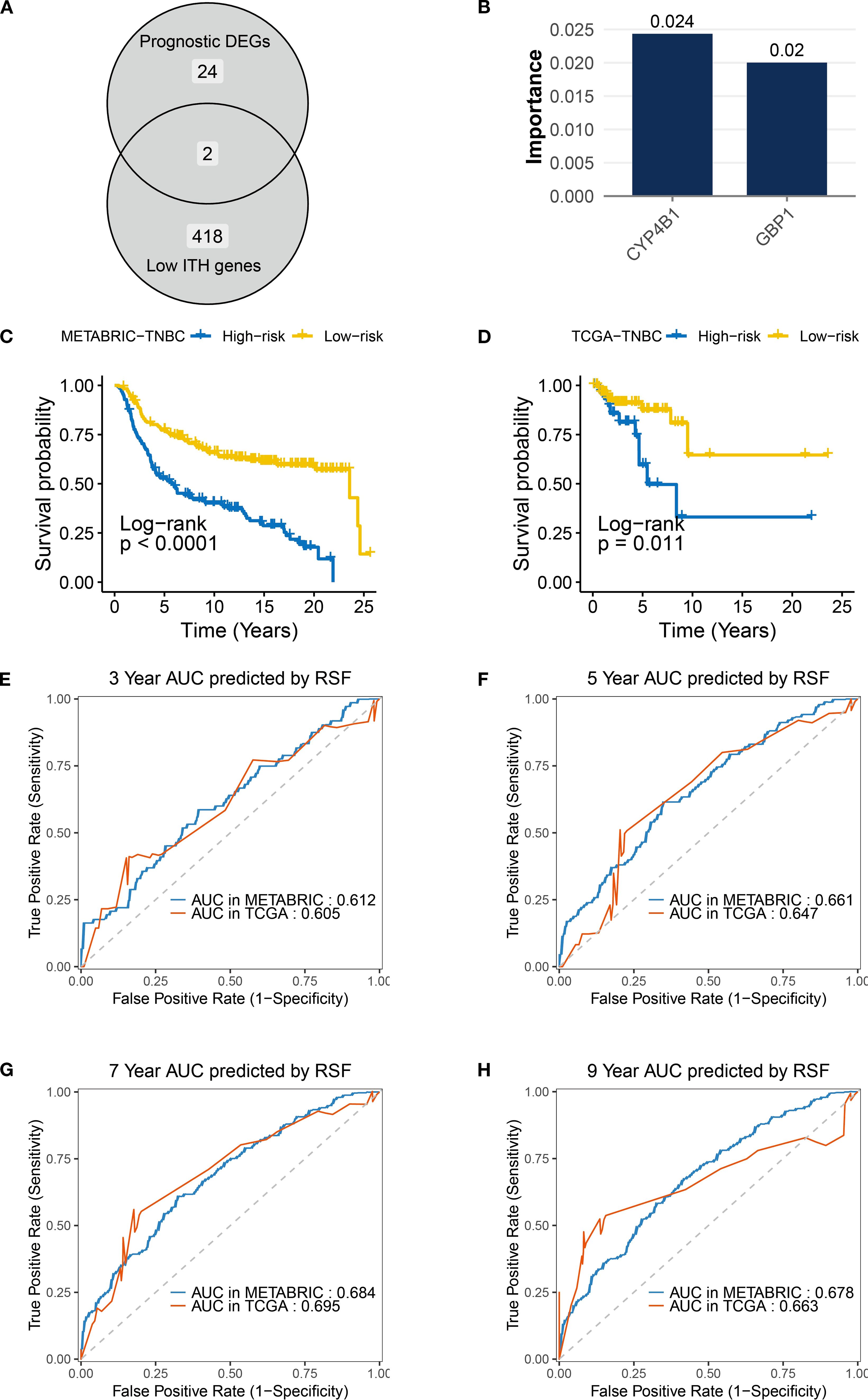 Panel A shows a Venn diagram with 24 prognostic DEGs, 418 low ITH genes, and 2 overlapping genes. Panel B displays a bar chart of gene importance for CYP4B1 and GBP1. Panels C and D are survival probability plots for high-risk and low-risk groups in METABRIC-TNBC and TCGA-TNBC datasets, respectively, with significant log-rank p-values. Panels E to H are ROC curves showing AUC values over 3, 5, 7, and 9 years, with METABRIC and TCGA datasets compared.