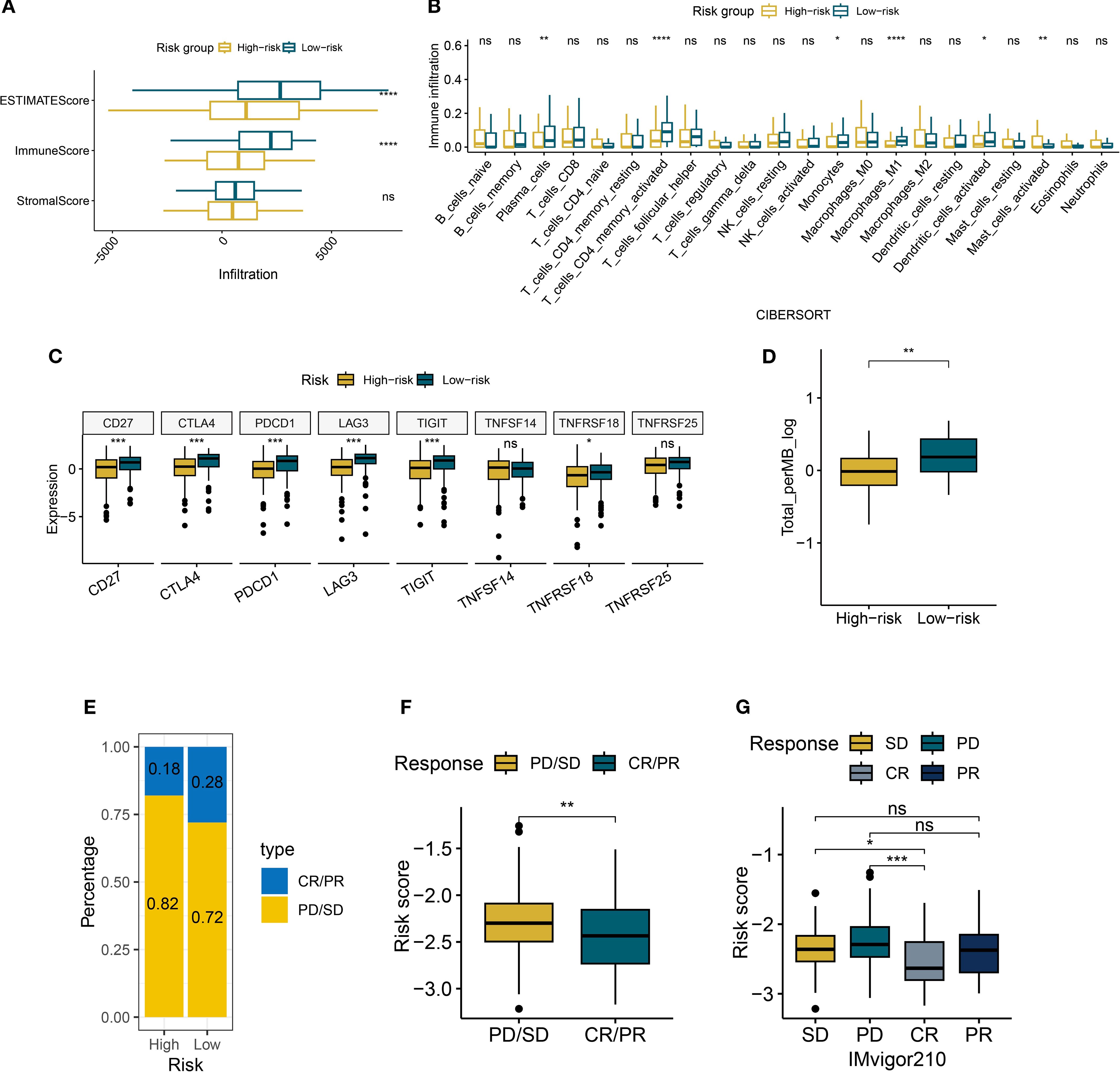 Grouped box and bar plots analyzing risk groups. Panel A shows ESTIMATE, Immune, and Stromal Scores for high and low-risk groups. Panel B illustrates immune infiltration in various cells by risk group. Panel C compares expression of immune checkpoints and receptors across risk groups. Panel D displays total mutations per megabase by risk group. Panel E presents a stacked bar chart of response types in high and low-risk groups. Panels F and G show risk scores by response categories. Statistical significance is indicated with asterisks.
