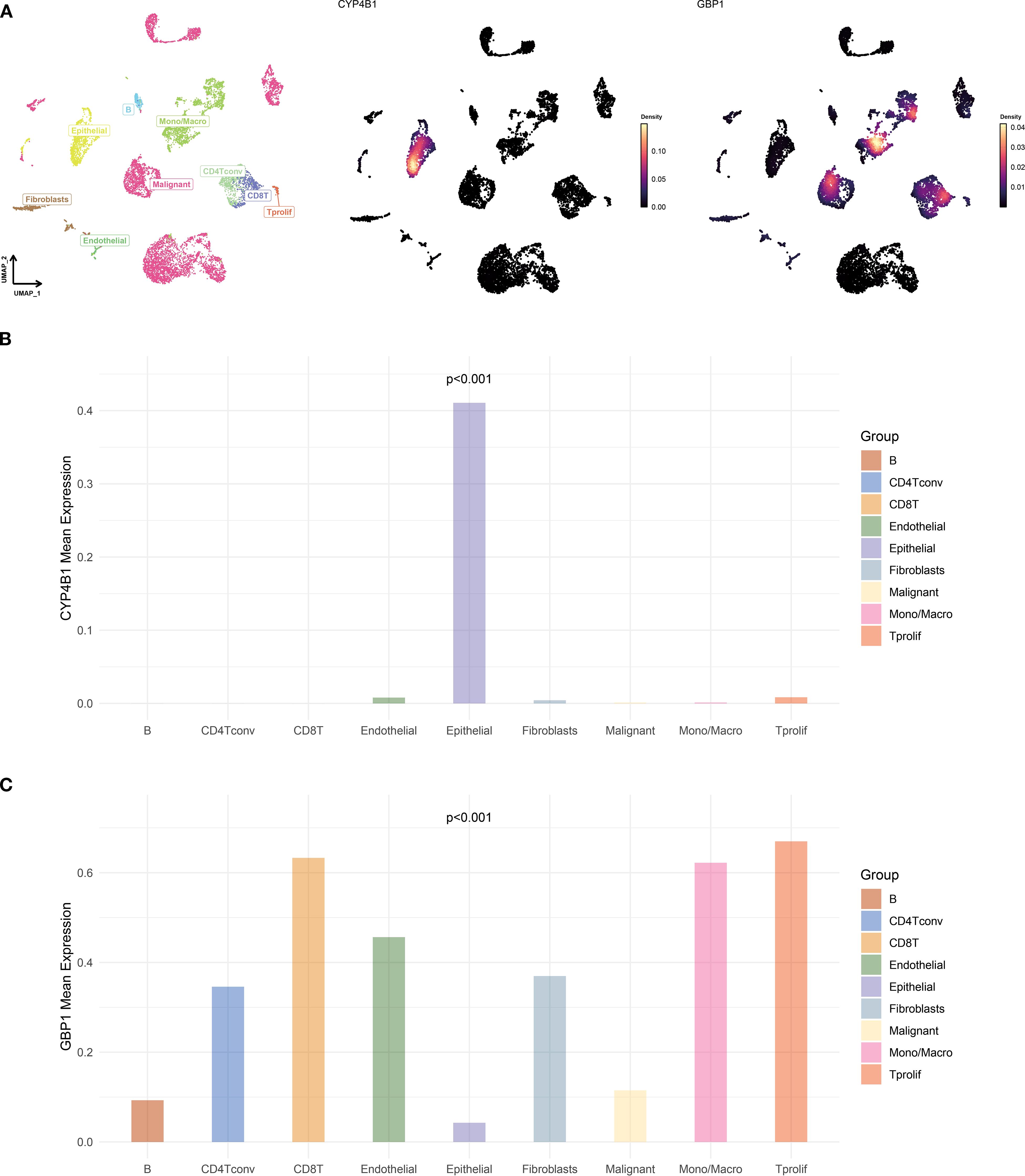 Panel A displays UMAP plots with different cell types labeled, showing expression density of CYPM1 and GBP1. Panels B and C are bar graphs illustrating CYPA3B and GBP1 mean expression across various cell groups, including B cells, CD4Tconv, CD8T, endothelial, epithelial, fibroblasts, malignant, Mono/Macro, and Tproliferative, with statistical significance p<0.001. Groups are color-coded.