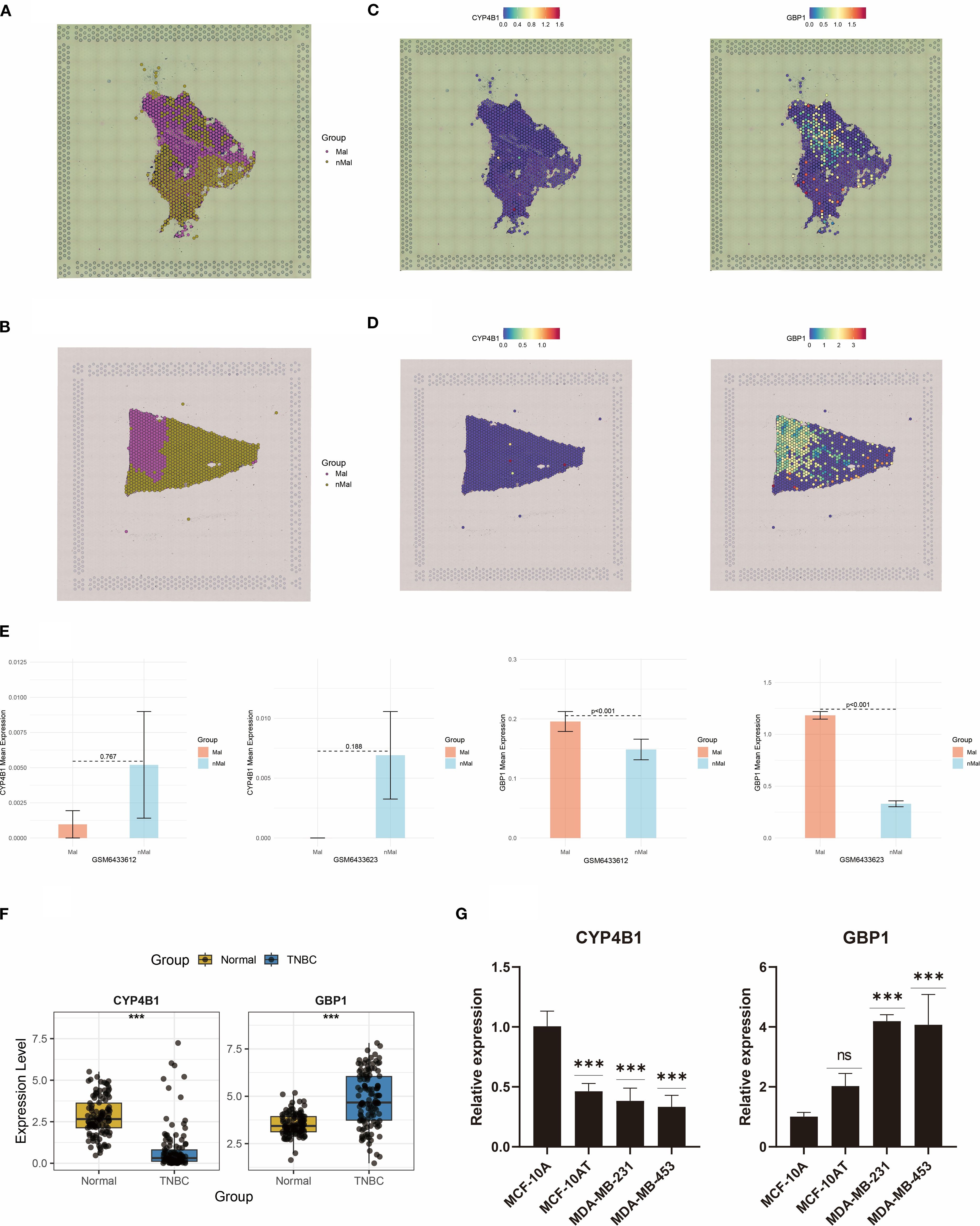 A collection of detailed scientific visualizations comparing the expression levels of CYP4B1 and GBP1 across different conditions. Panels A and B show spatial maps with group differentiation, using color gradients to indicate expression levels. Panels C and D present expression level gradients for CYP4B1 and GBP1. Panel E contains bar graphs showing gene expression data with statistical significance, indicated by p-values. Panel F features box plots comparing expression levels between normal and TNBC groups, highlighting significant differences. Panel G uses bar charts to illustrate relative expression in different cell lines, with statistical significance denoted by asterisks.