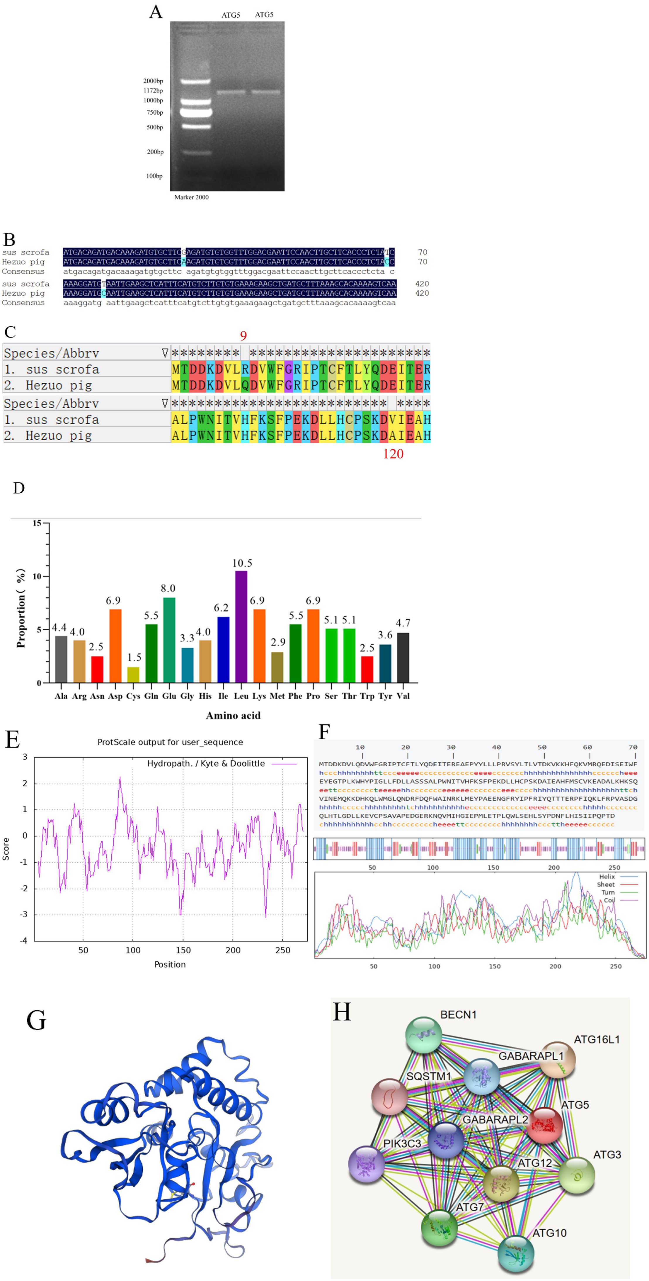 Panel A shows a gel electrophoresis with bands at various base pair lengths for ATG5. Panel B displays a sequence alignment of sus scrofa and Hezuo pig, highlighting similarities and differences. Panel C showcases a color-coded amino acid comparison between sus scrofa and Hezuo pig. Panel D is a bar chart illustrating the proportions of various amino acids, with leucine having the highest proportion at 10.5 percent. Graph E displays a ProtScale analysis of hydropathicity for a sequence, showing scores from -4 to 3 across positions 0 to 250. Illustration F includes a protein sequence, secondary structure predictions, and a graph of structural motifs showing helix, sheet, and turn distributions over the sequence. Graphic G depicts a blue ribbon model of a protein structure. Diagram H shows a network of protein-protein interactions, with colored nodes labeled BECN1, ATG16L1, GABARAPL1, SQSTM1, ATG5, GABARAPL2, PIK3C3, ATG12, ATG7, and ATG10 interconnected by colored lines.