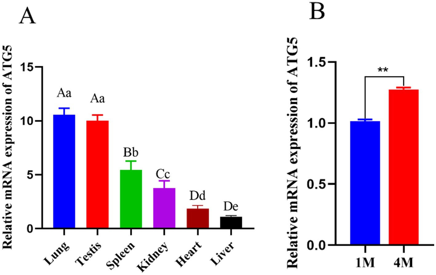 Bar graphs illustrating relative mRNA expression of ATG5. Graph A compares tissues: lung and testis show the highest expression, followed by spleen, kidney, heart, and liver. Graph B compares expression at one month (1M) and four months (4M), showing a significant increase at 4M.