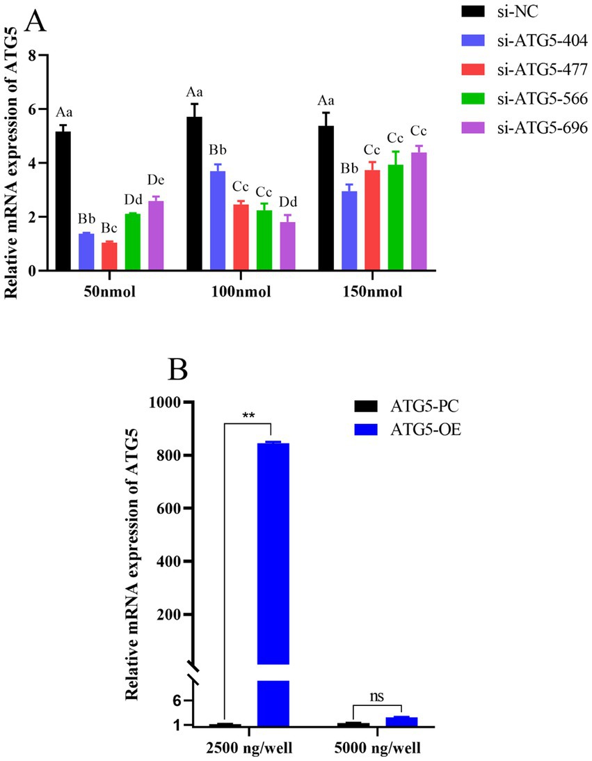 Bar graphs showing the relative mRNA expression of ATG5. Graph A: Comparison across siRNA treatments (si-NC, si-ATG5-404, si-ATG5-477, si-ATG5-566, si-ATG5-696) at concentrations of 50 nmol, 100 nmol, and 150 nmol. Graph B: Comparison between ATG5-PC and ATG5-OE at 2500 ng/well and 5000 ng/well. Statistical significance indicated by asterisks and