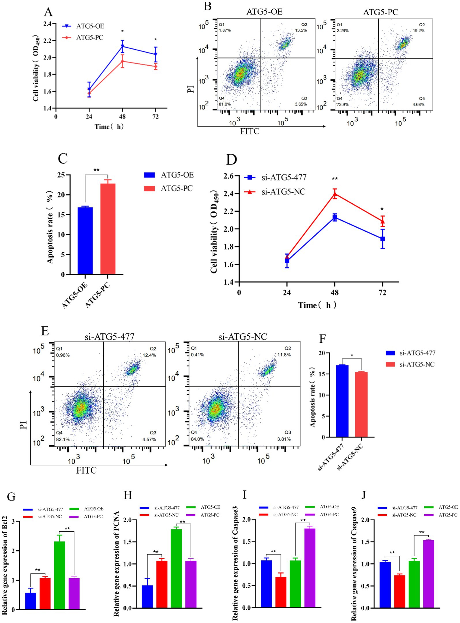 Graphs and flow cytometry plots show data related to cell viability, apoptosis rates, and gene expression in ATG5-OE/PC and si-ATG5-477/NC variants. Panels A and D display cell viability over time, showing significant changes. Panels B and E are flow cytometry plots highlighting apoptosis rates, with panel C and F quantifying these rates. Panels G to J present bar graphs of relative gene expression for Bcl2, PCNA, Caspase 8, and Caspase 3, illustrating significant expression differences. Asterisks indicate statistical significance.
