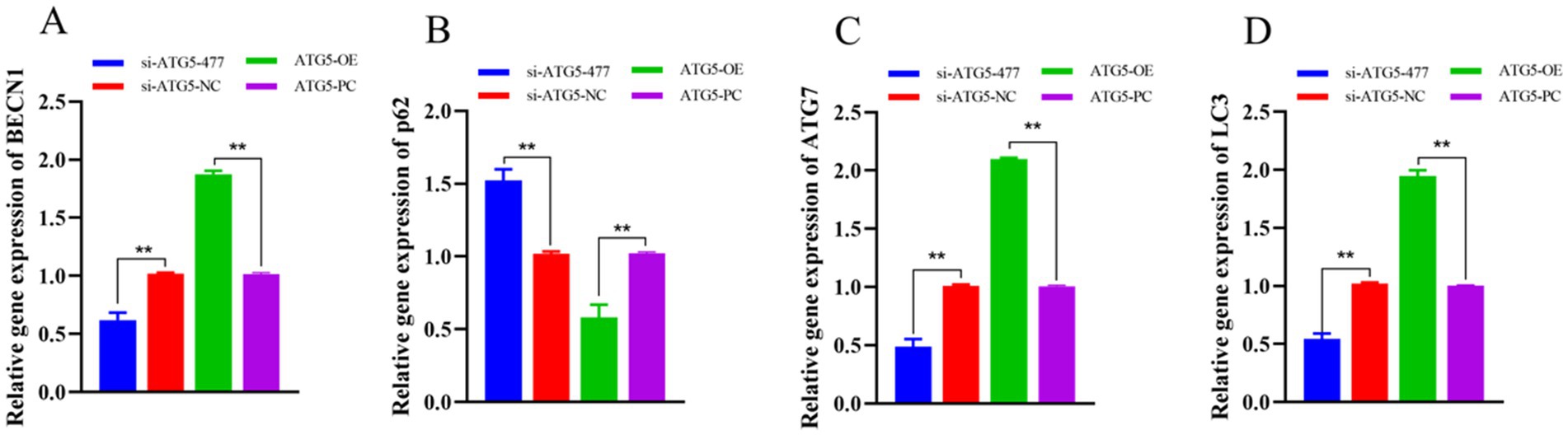 Bar graphs labeled A through D compare relative gene expression levels of BECN1, p62, ATG7, and LC3 among four groups: si-ATG5-477, si-ATG5-NC, ATG5-OE, and ATG5-PC. Each graph shows variations in expression levels, with significant differences indicated by double asterisks. The legend identifies the groups by color: blue for si-ATG5-477, red for si-ATG5-NC, green for ATG5-OE, and purple for ATG5-PC.
