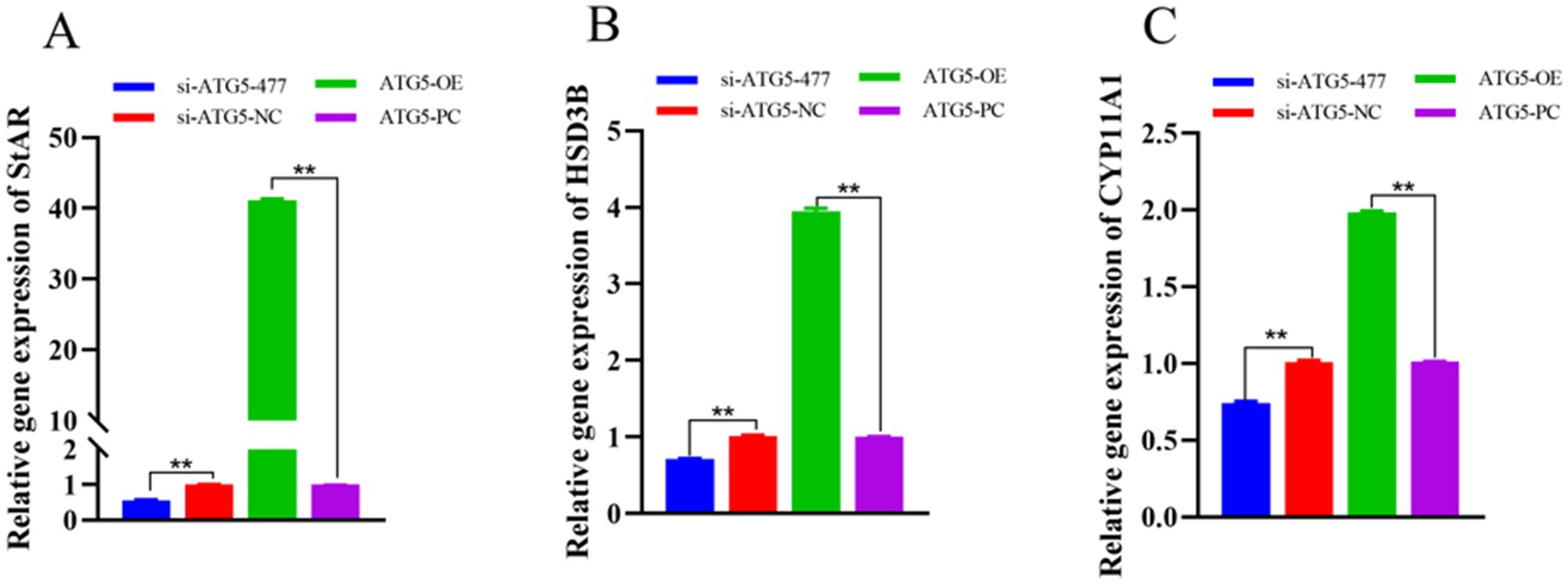 Bar charts labeled A, B, and C show relative gene expression levels of StAR, HSD3B, and CYP11A1, respectively. Bars represent different treatments: si-ATG5-477 (blue), si-ATG5-NC (red), ATG5-OE (green), and ATG5-PC (purple). Significant differences are marked with asterisks. Panel A shows high expression of StAR in ATG5-OE. Panel B shows elevated expression of HSD3B in ATG5-OE. Panel C shows increased CYP11A1 expression in ATG5-OE.