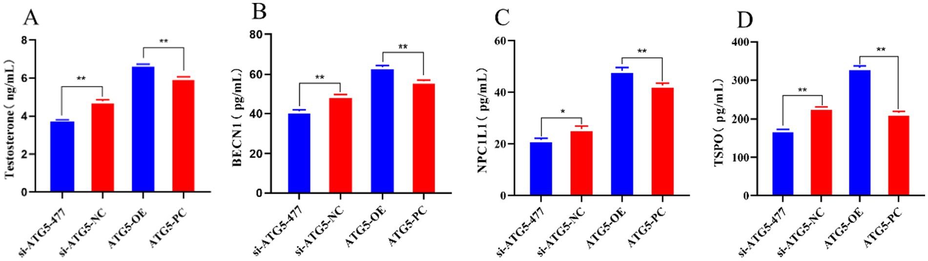 Bar graphs A to D show levels of testosterone, BECN1, NPC1L1, and TSPO across four groups: si-ATG5-477, si-ATG5-NC, ATG5-OE, and ATG5-PC. Blue bars represent lower values compared to red bars in most graphs, with significant differences noted.