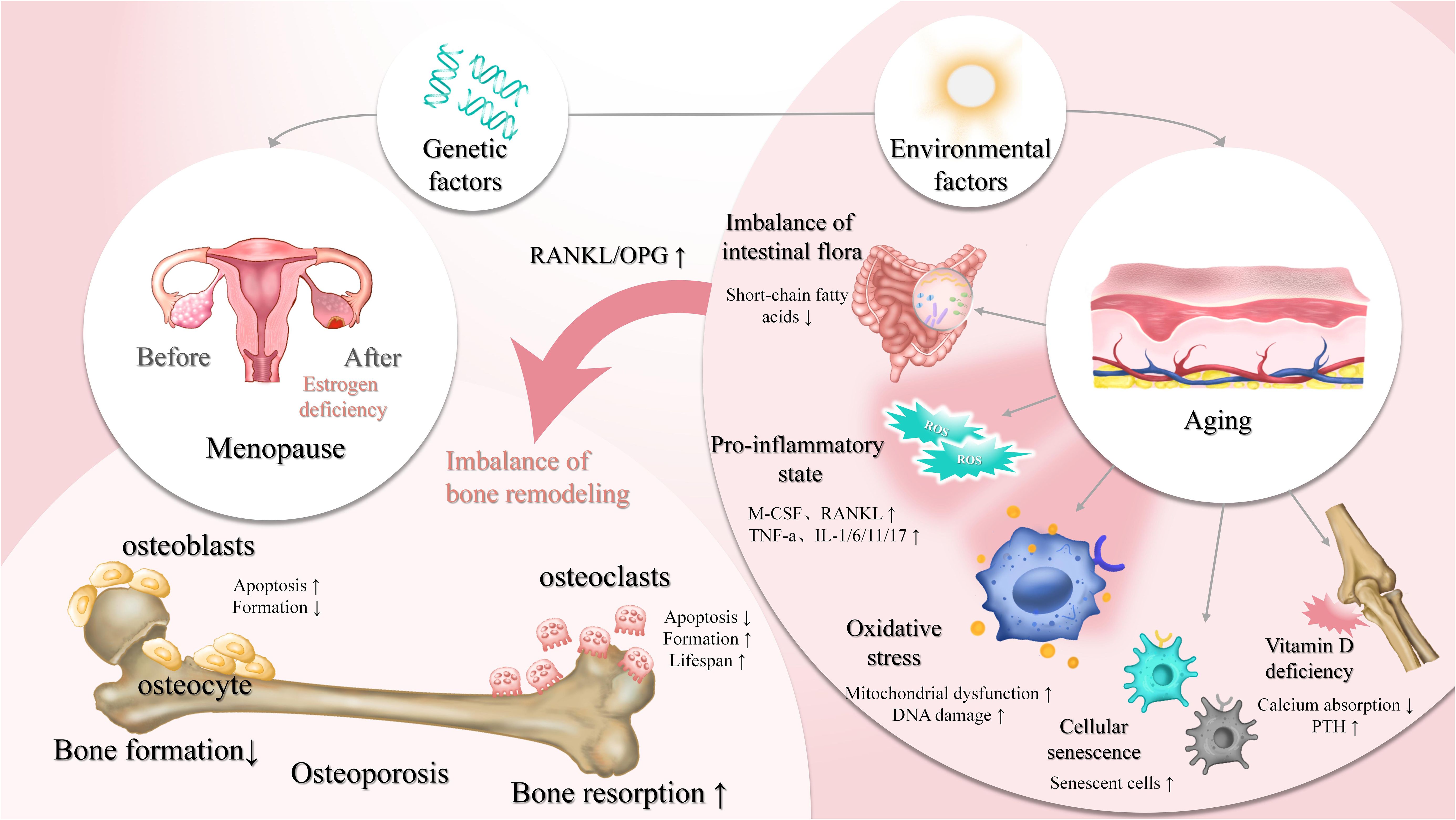 清水 Frontiers | Oxidative stress and inflammation: roles in
