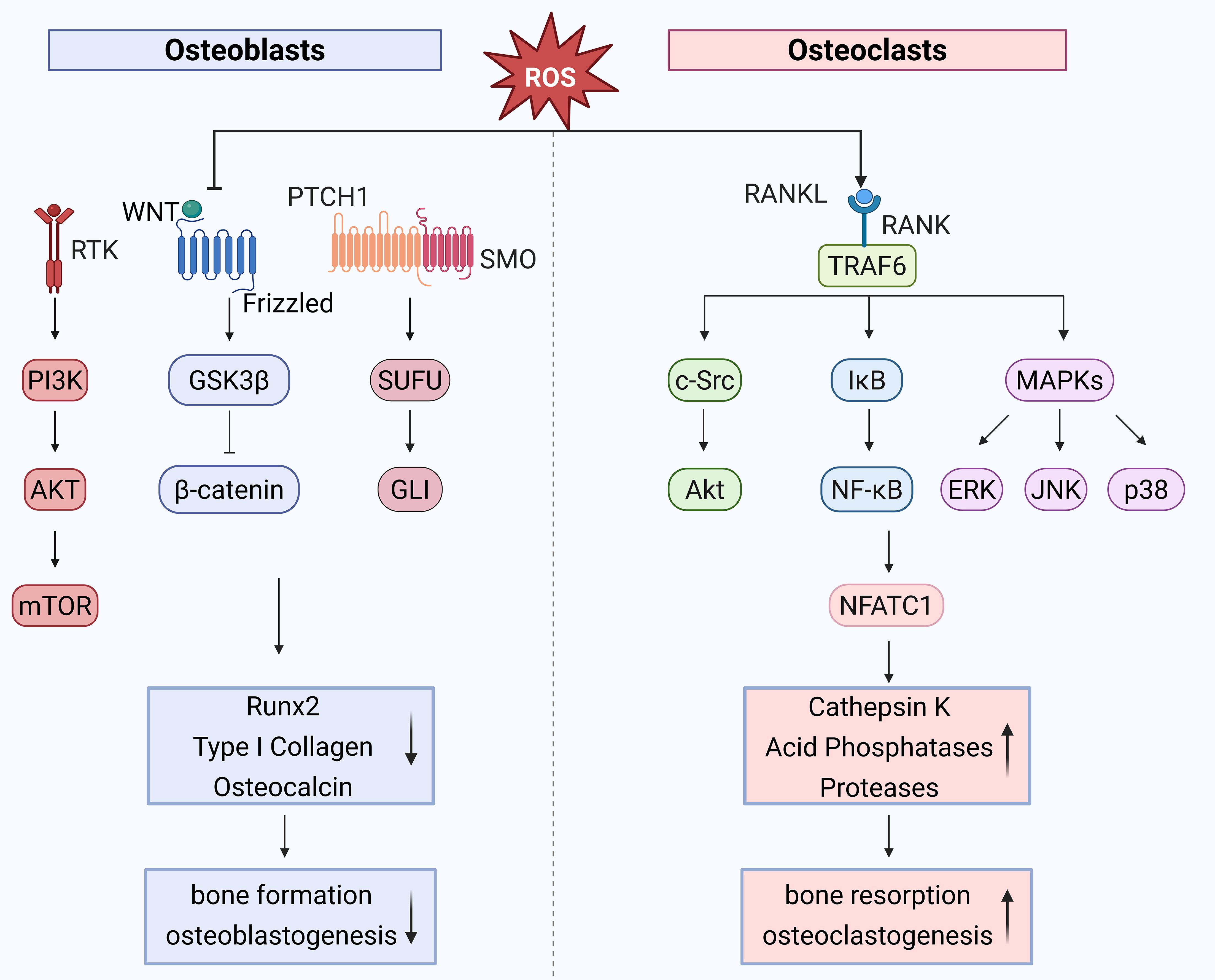 清水 Frontiers | Oxidative stress and inflammation: roles in