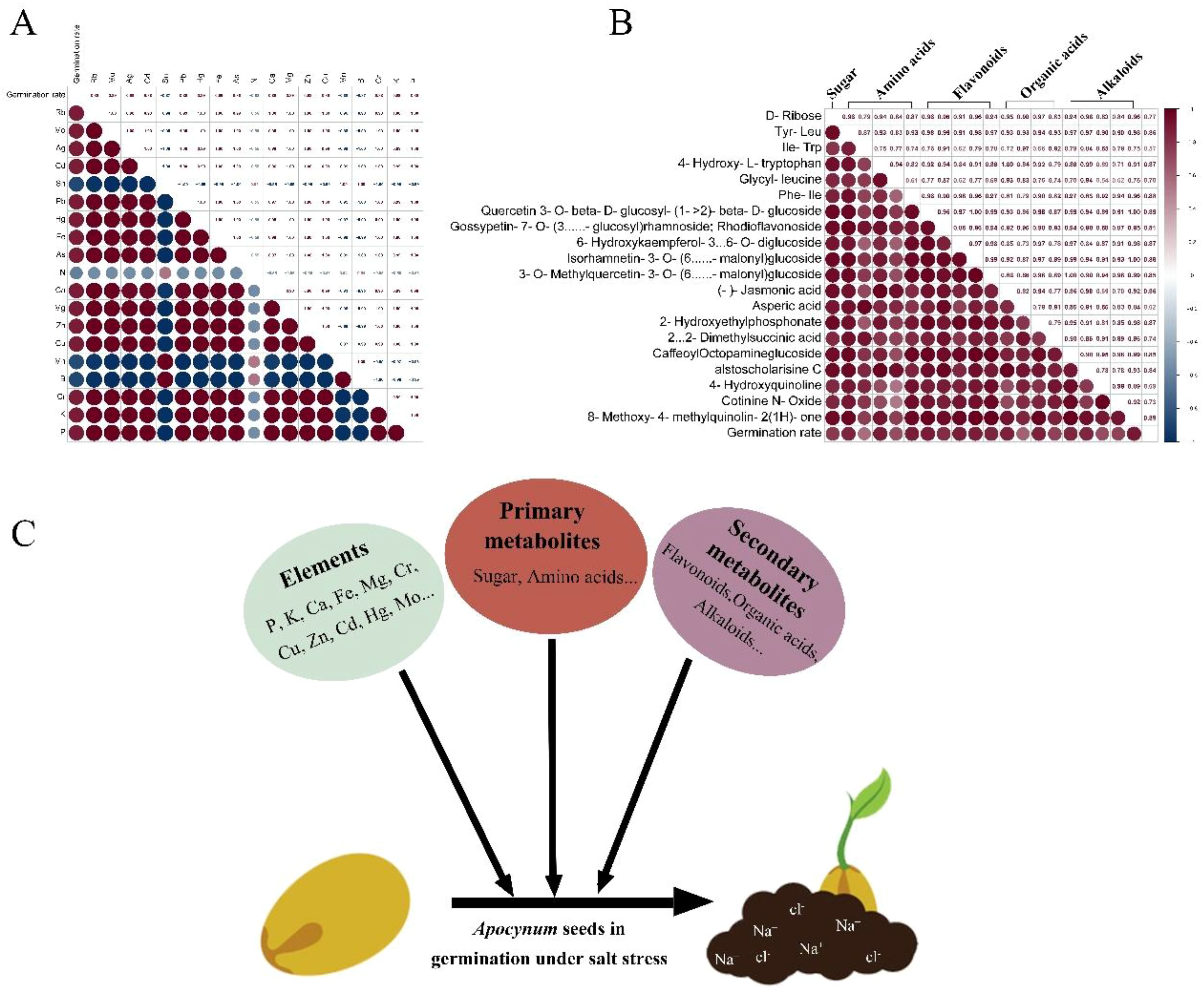 A correlation heatmap showing germination rate against elements like potassium, calcium, and phosphorus. B displays various metabolites such as sugars, amino acids, and flavonoids with correlation values. C illustrates a diagram of Apocynum seeds germinating under salt stress, influenced by elements and metabolites, with arrows pointing to a sprouting seedling.