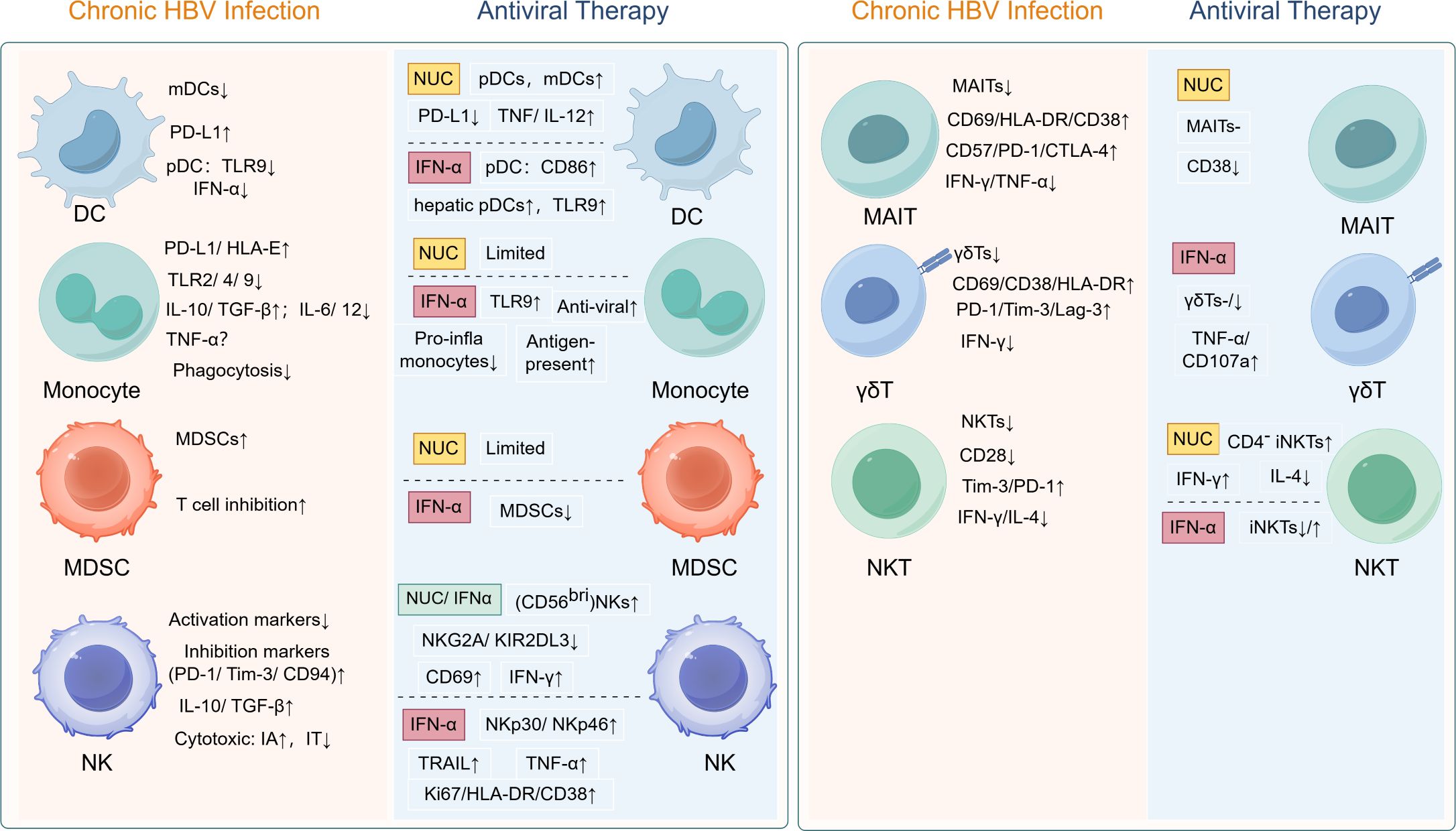 Diagram comparing chronic HBV infection and antiviral therapy effects on immune cells. Left panel shows changes in dendritic cells (DC), monocytes, MDSCs, and NK cells during chronic HBV infection, with markers like PD-L1 and TLR9 affected. Right panel shows immune responses to antiviral therapy with increased or decreased markers in DC, monocytes, MDSCs, MAIT, gamma-delta T cells (γδT), and NKT cells, including effects of drugs like NUC and IFN-α. Key effects include activation markers, cytokine production, and cell inhibition changes.