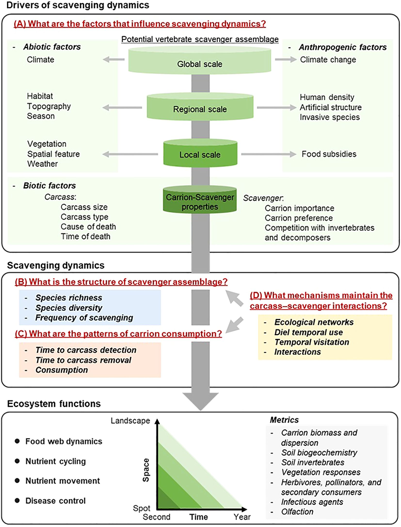 Diagram illustrating scavenging dynamics and ecosystem functions. It details factors influencing scavenging dynamics, including abiotic, biotic, and anthropogenic factors across global, regional, and local scales. It covers the structure of scavenger assemblage, patterns of carrion consumption, and mechanisms maintaining carcass-scavenger interactions. Ecosystem functions discussed are food web dynamics, nutrient cycling, and disease control. Metrics include carrion biomass, soil biogeochemistry, and vegetation responses, represented with a gradient graph comparing space and time from spot to landscape, and second to year.