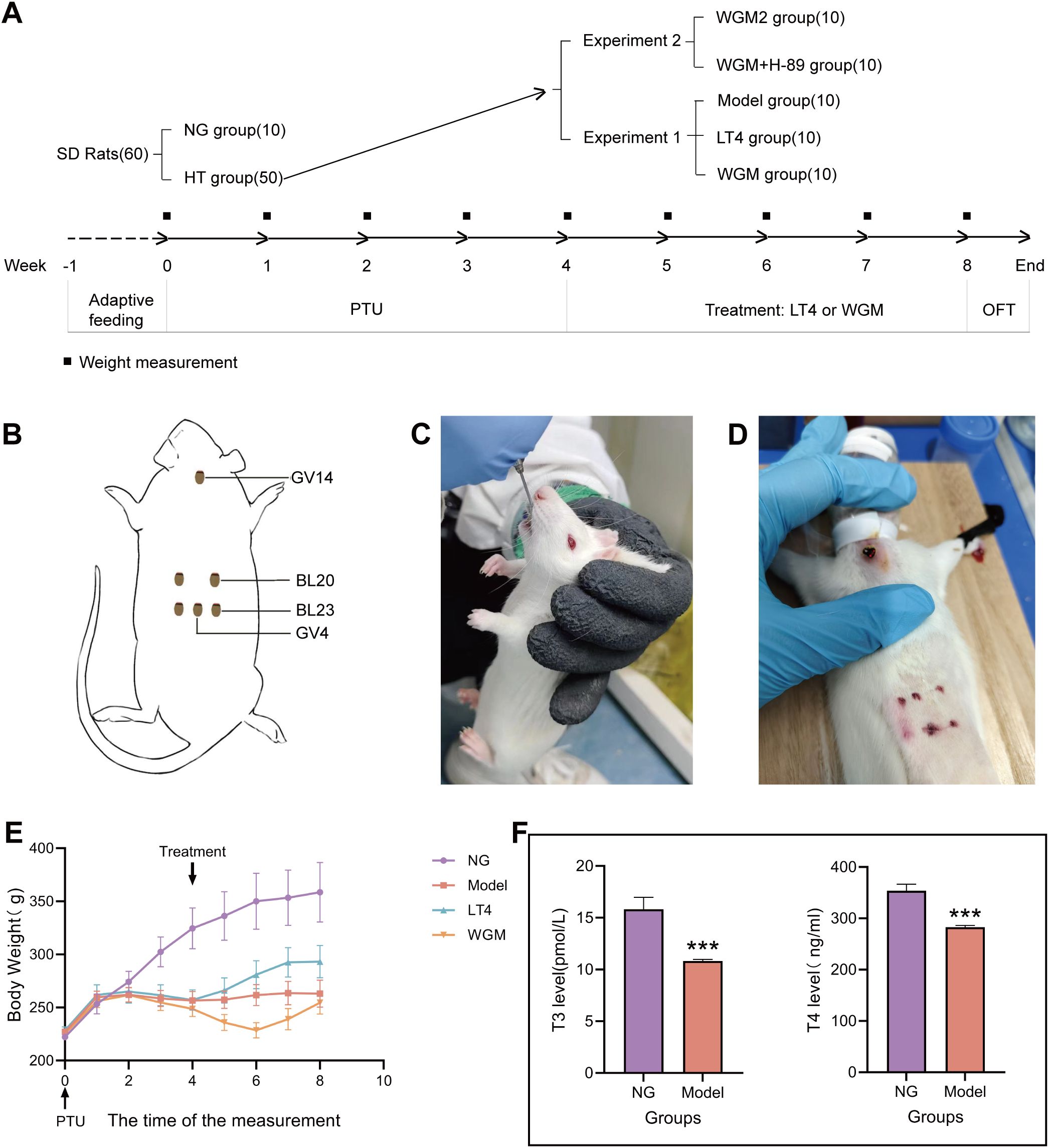 Diagram of an experiment with rats divided into groups for a study. Panel A shows a timeline of the experiment groups and procedures. Panel B illustrates acupuncture points on a rat. Panel C shows a rat being handled with gloved hands. Panel D shows acupuncture treatment on a rat. Panel E is a line graph depicting body weight across time for different groups. Panel F consists of bar graphs showing T3 and T4 hormone levels with significant differences noted between groups.